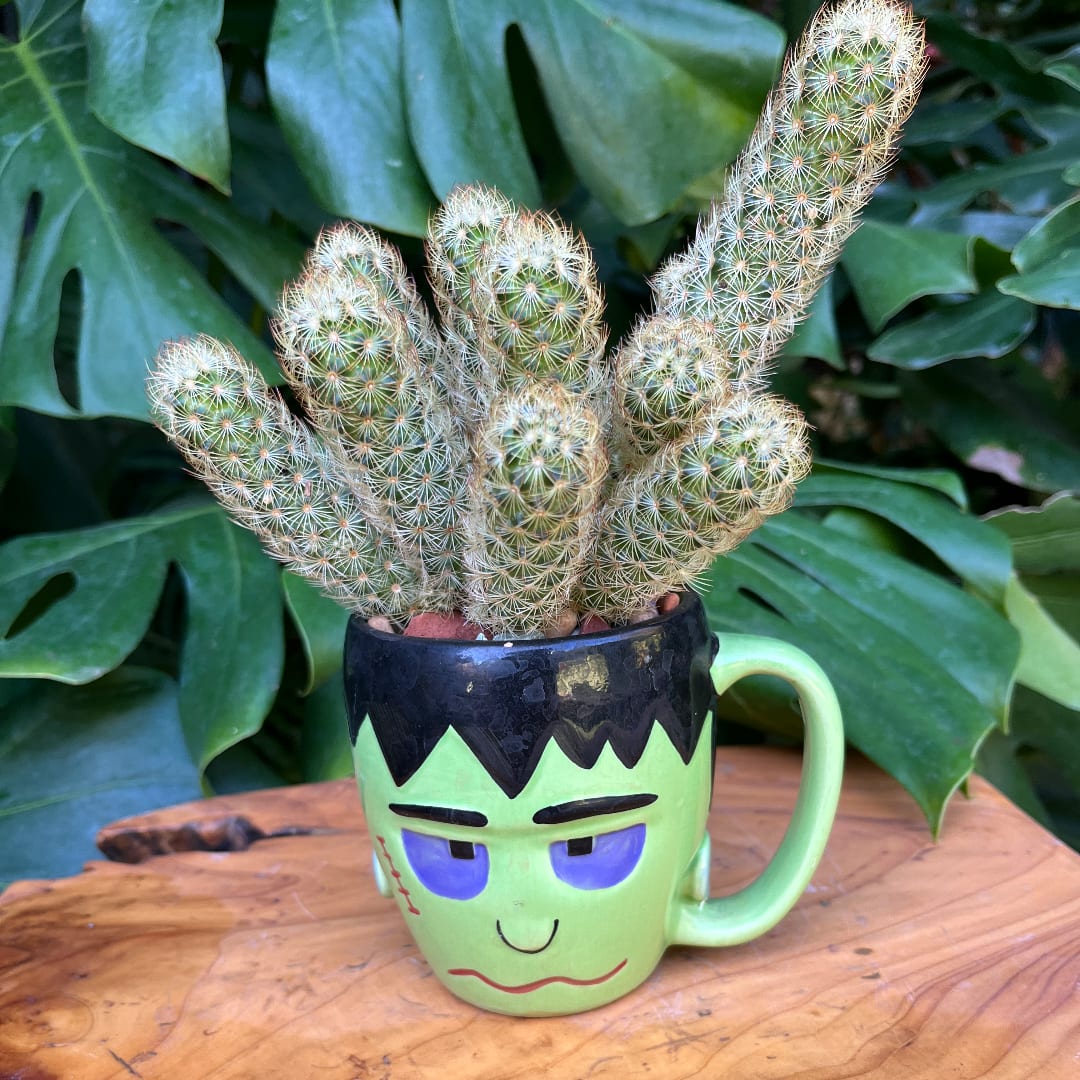 Cactus plant in a Frankenstein face mug on a wooden surface