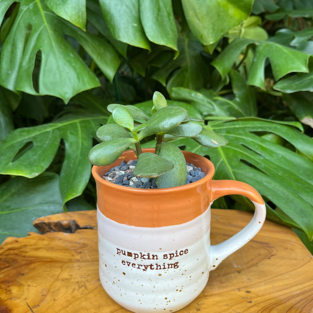 Small succulent in a pumpkin spice mug planter