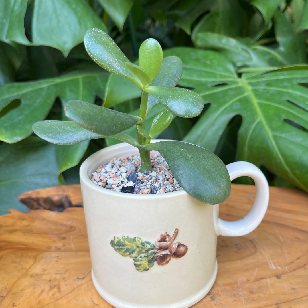 Small succulent in a cream mug planter on a wooden surface
