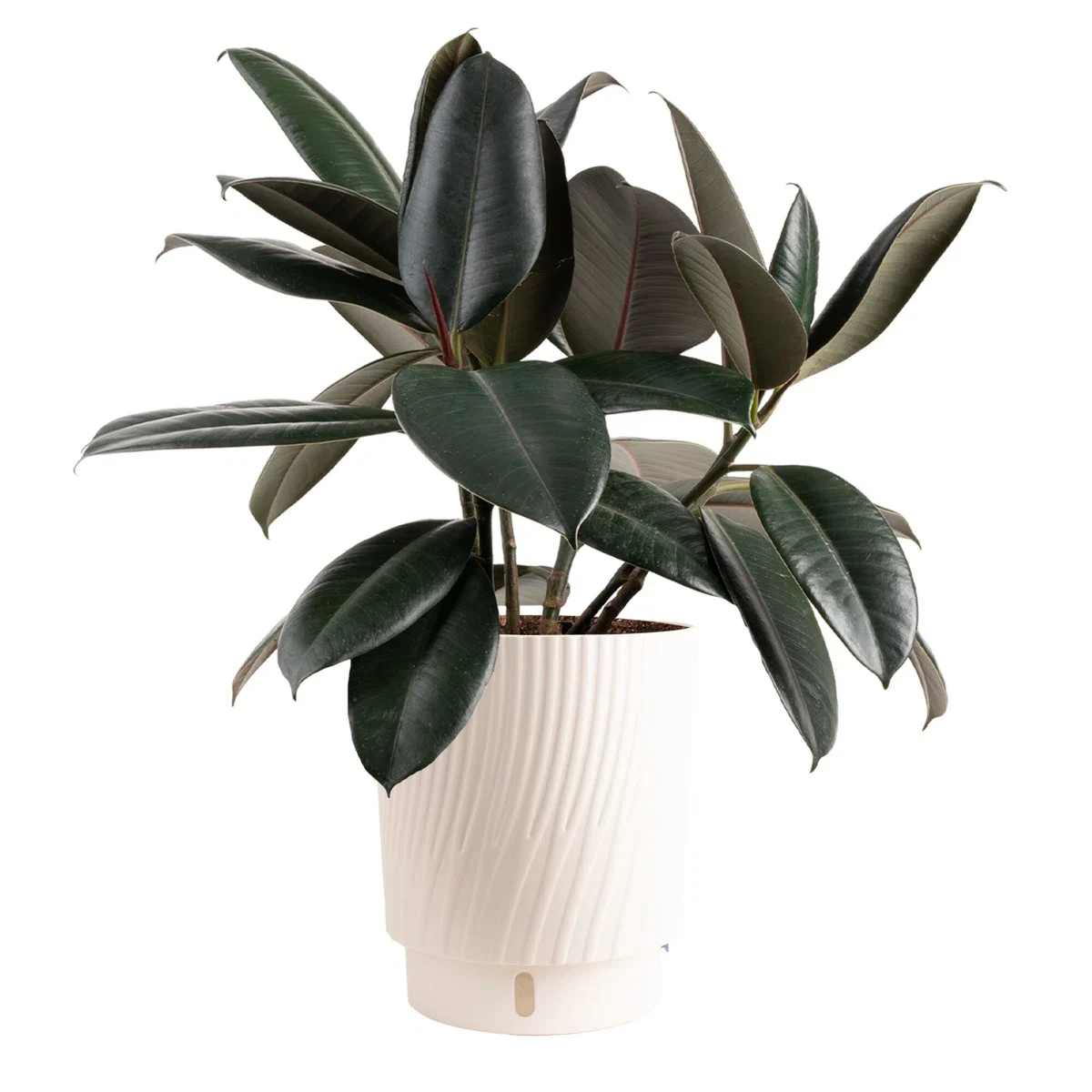 Burgundy Rubber Plant  - Indoor Plant