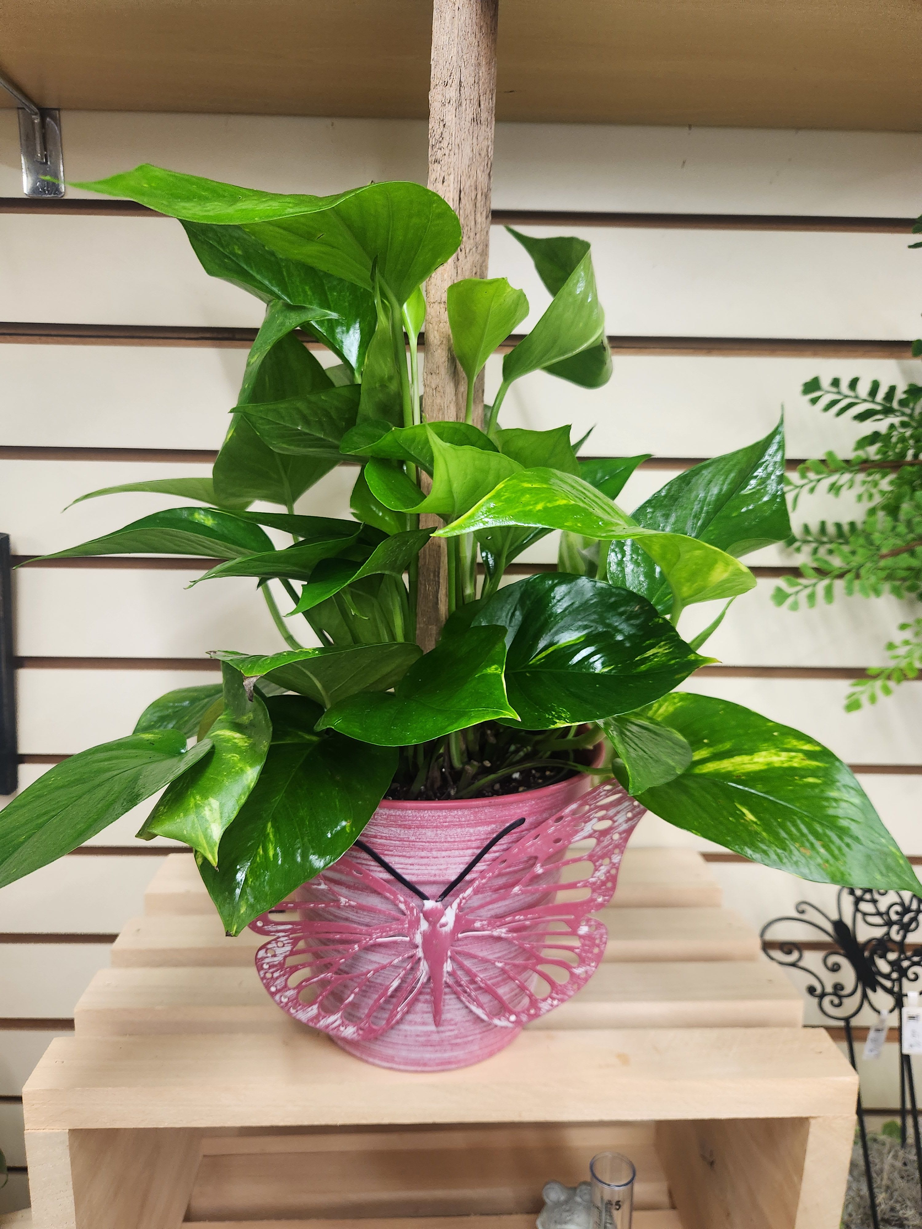 Potted green houseplant in a pink butterfly planter