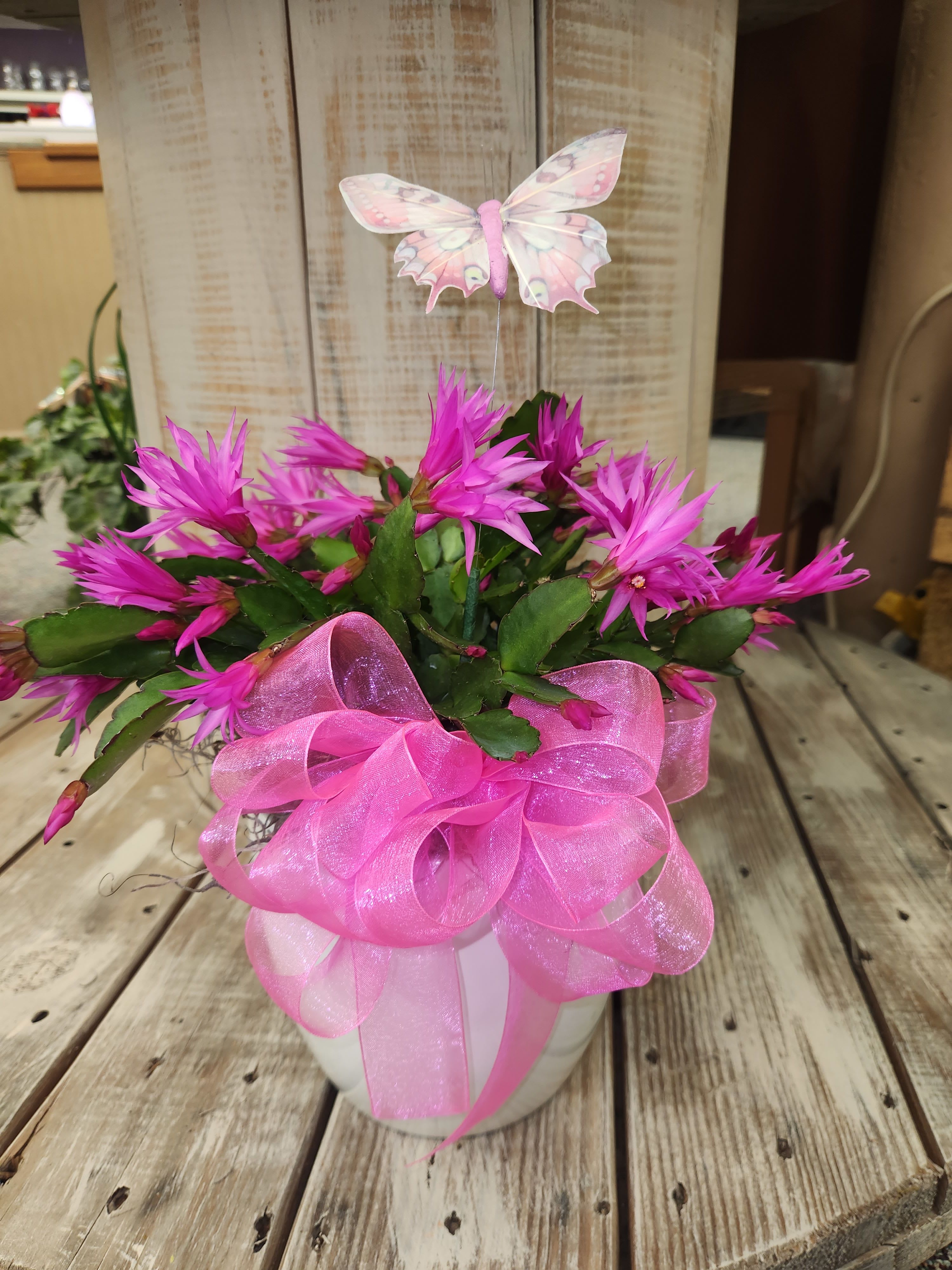 6" spring cactus planter  - a beautiful pink spring cactus in a nice ceramic pot to give to your mom this Mother's Day!