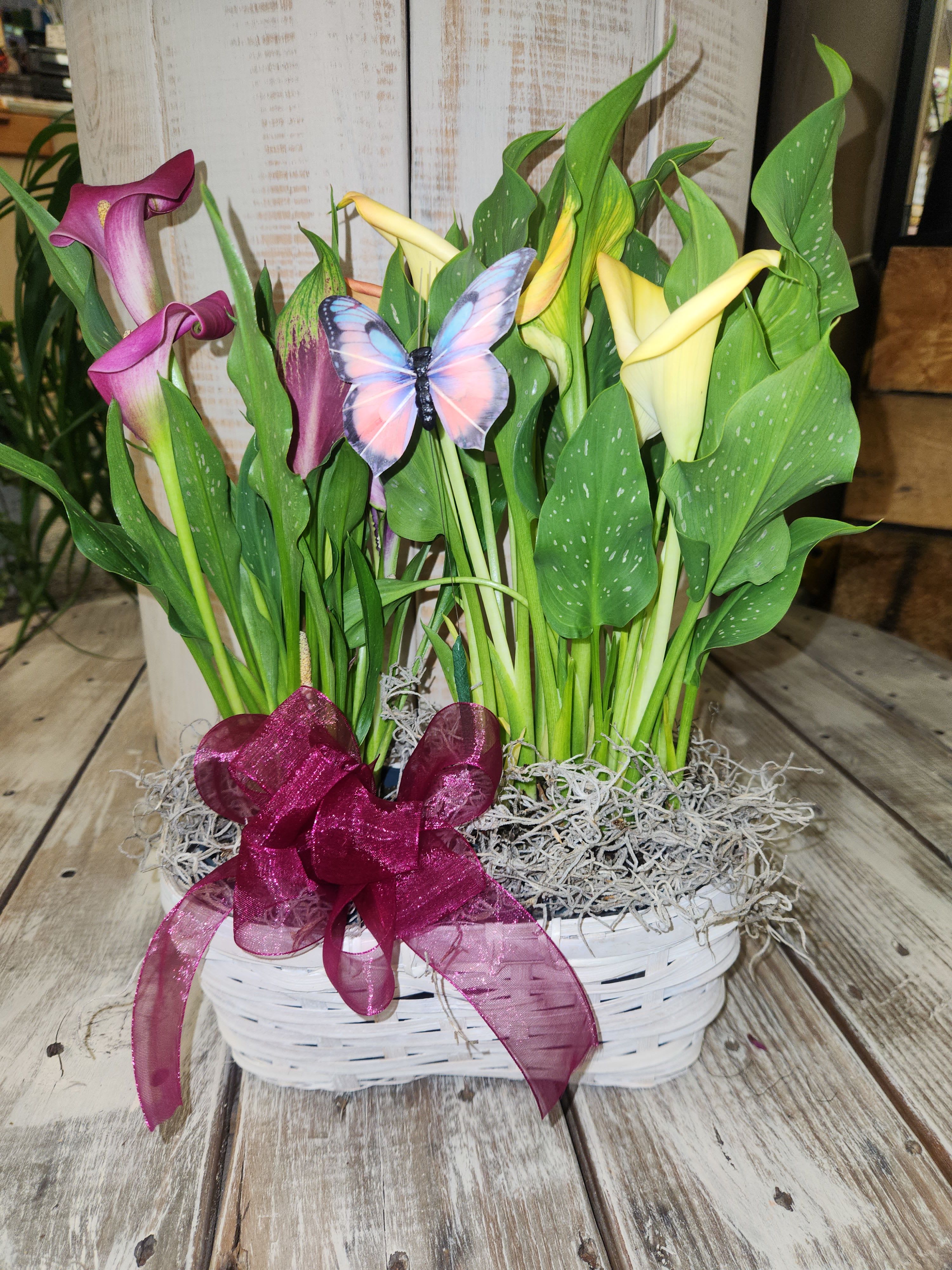 double Mini Calla Basket  - Double basket with 2 different colored mini calla lily plants. Great to give to the Best Mom!!