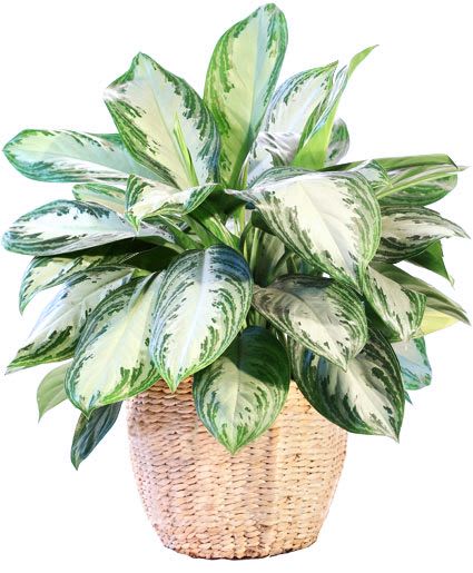 8" Chinese Evergreen Plant Basket  - Send this beautiful 8" Chinese Evergreen plant in memory of a beautiful soul! Easy to take care of houseplant