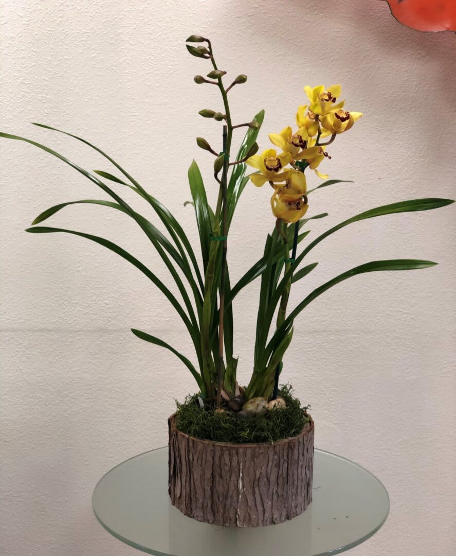Yellow orchids in a bark-textured planter with long green leaves