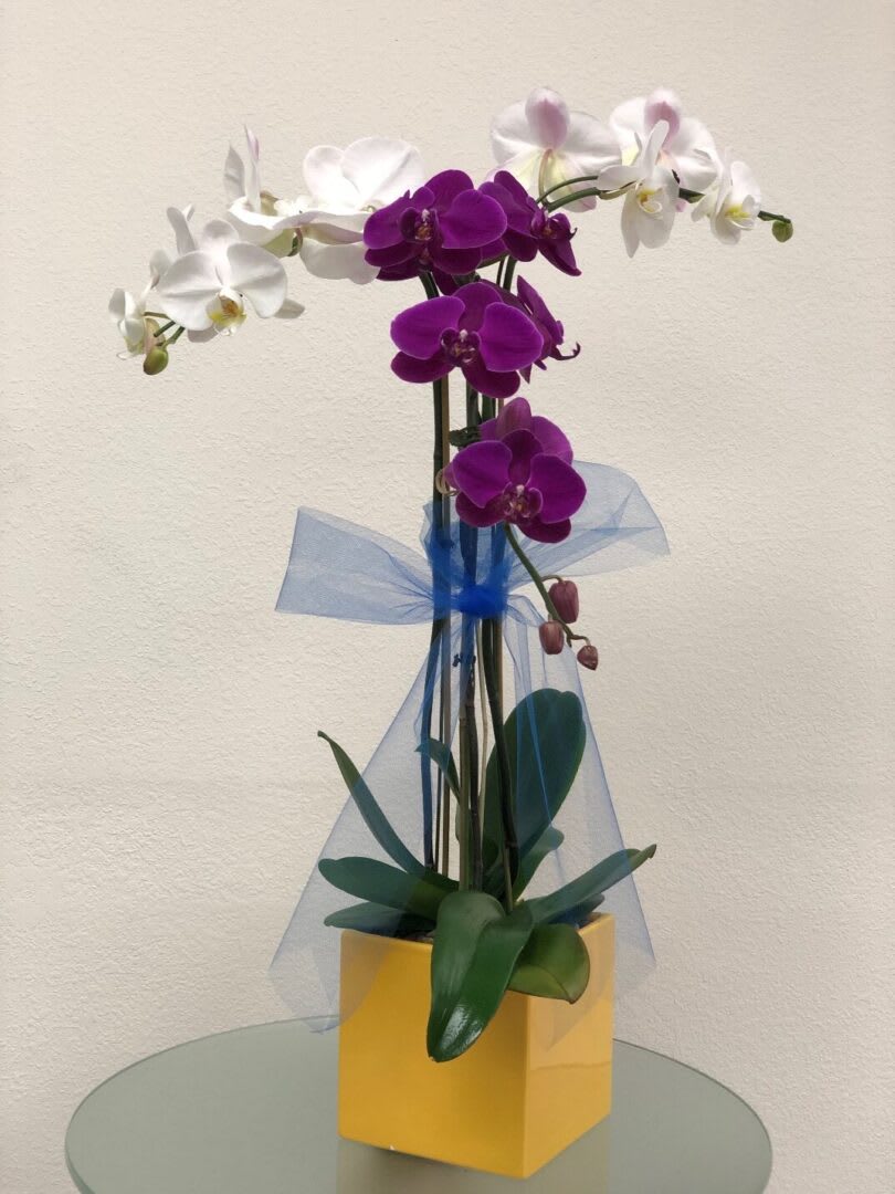 Purple and white orchids in a yellow square pot with blue ribbon