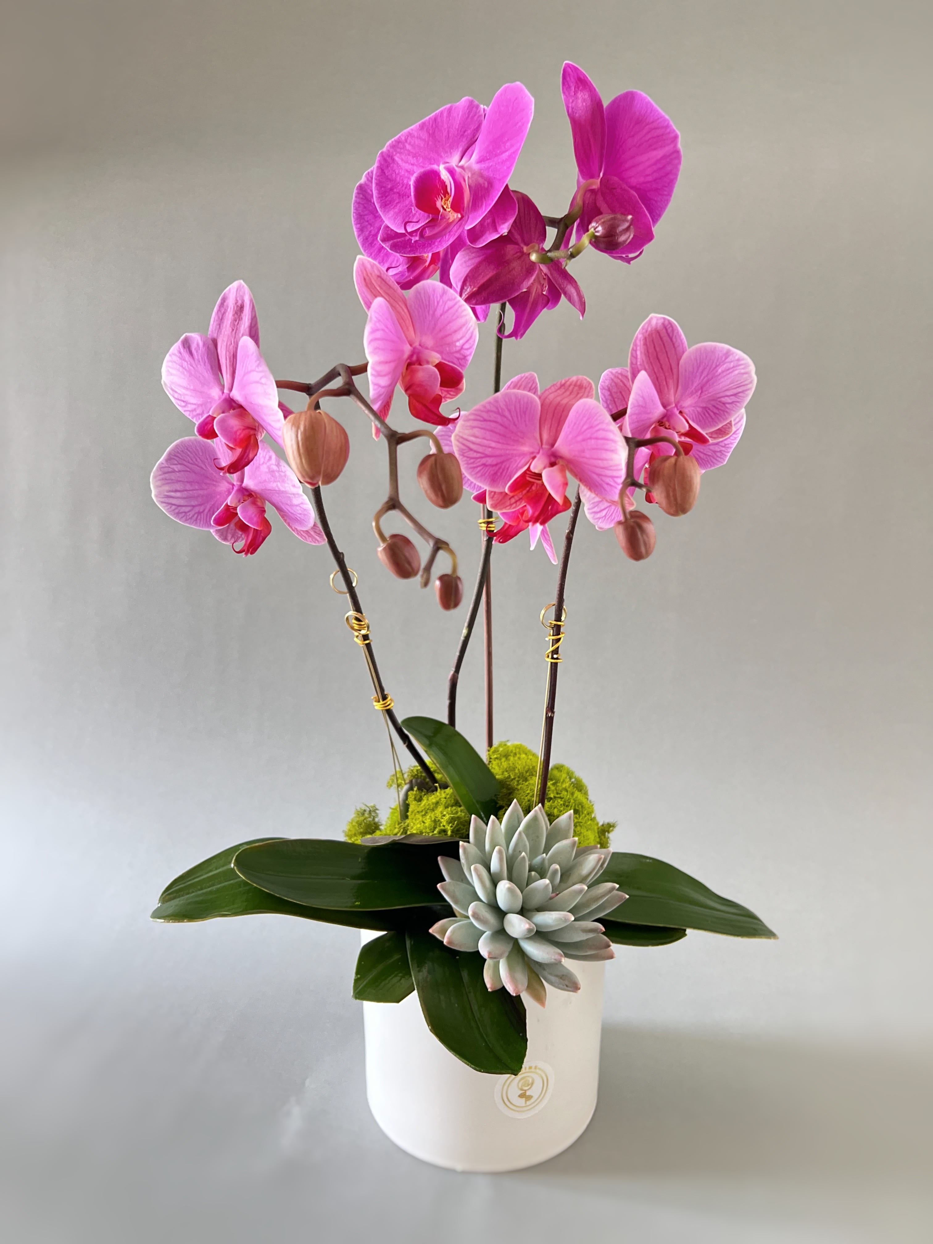 Pink orchid arrangement in a white pot with a succulent accent