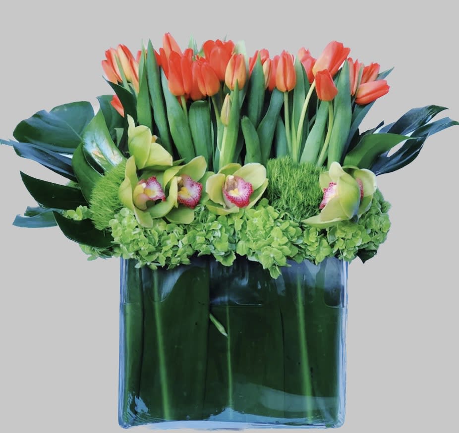 Orange luna - 6 bunches of fresh fragrant orange tulips, green hydrangeas and touch of green cymbidium. 