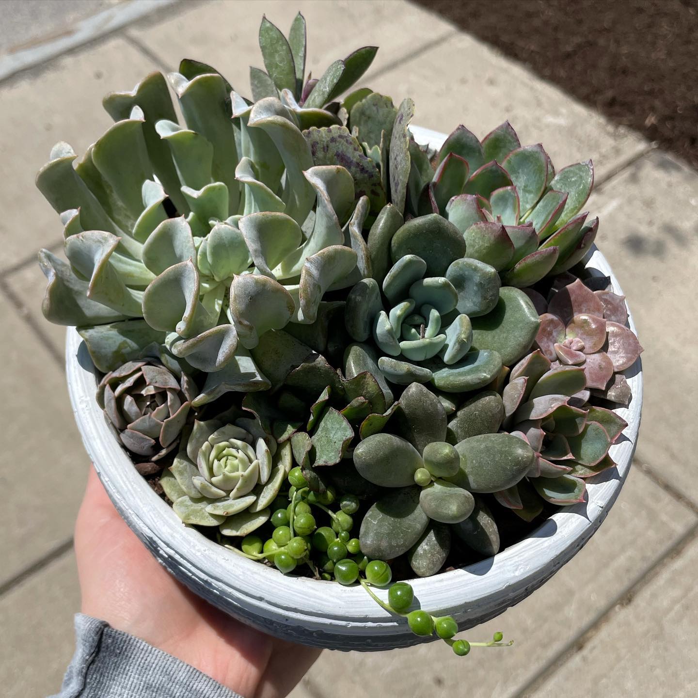 Succulent Dish Garden - Various succulents potted in a dish