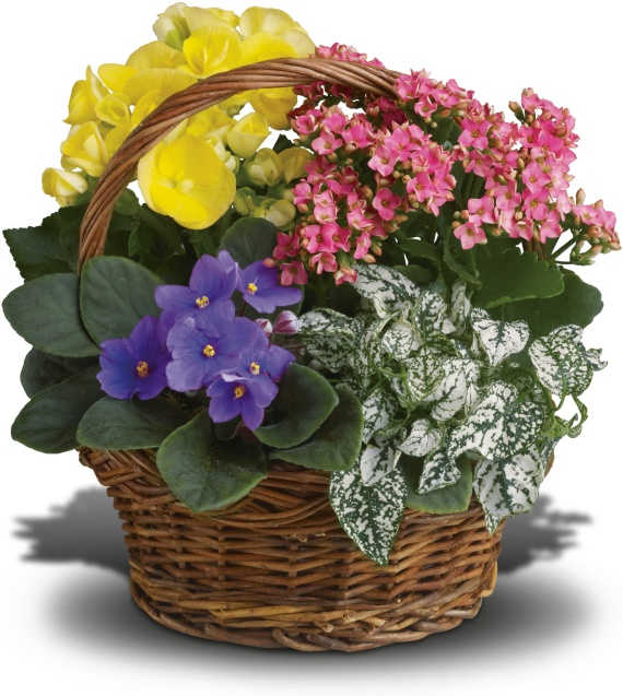 Basket of yellow, pink, and purple potted flowers
