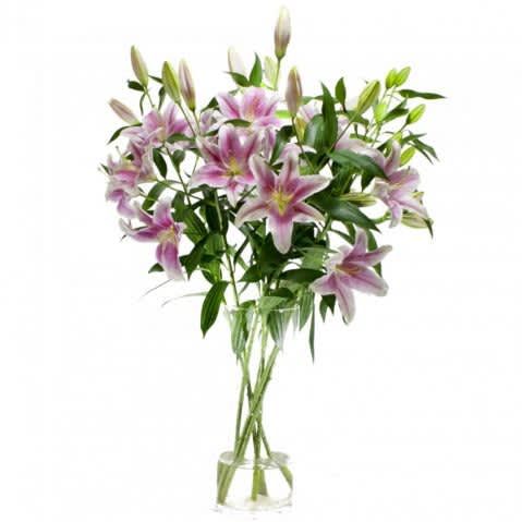 Living Blooms Lily Pink - Living Blooms Lily Pink