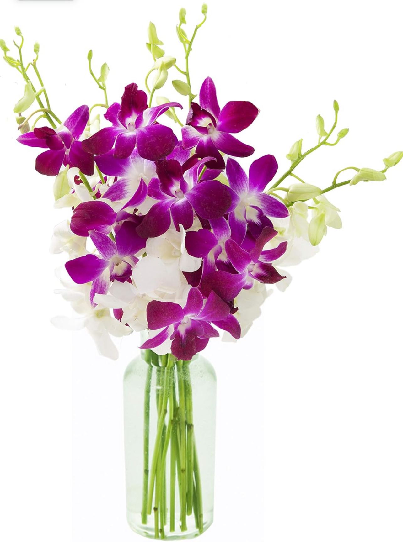 Purple and white orchids in a clear glass vase