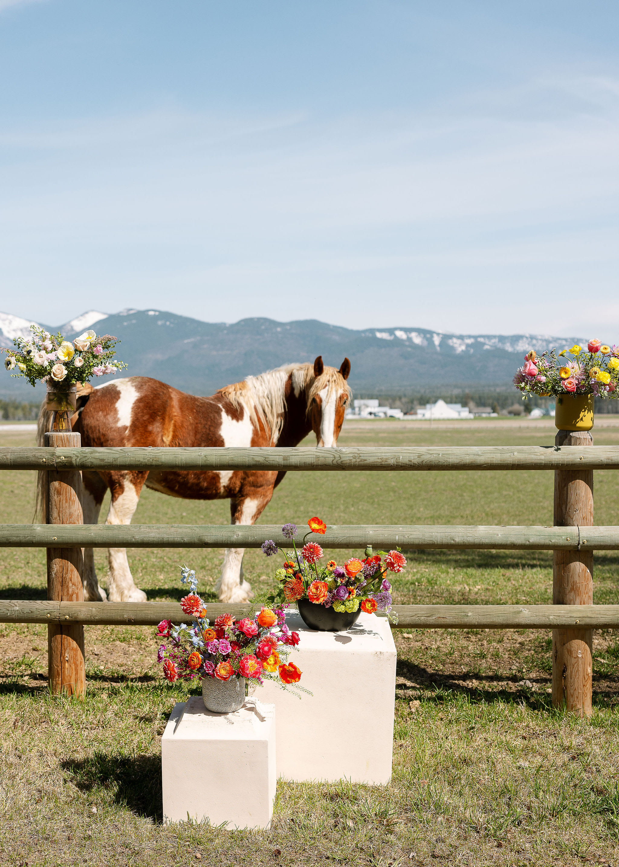 Colorful mixed flower arrangements in vases by a wooden fence with a brown and white horse in a field.