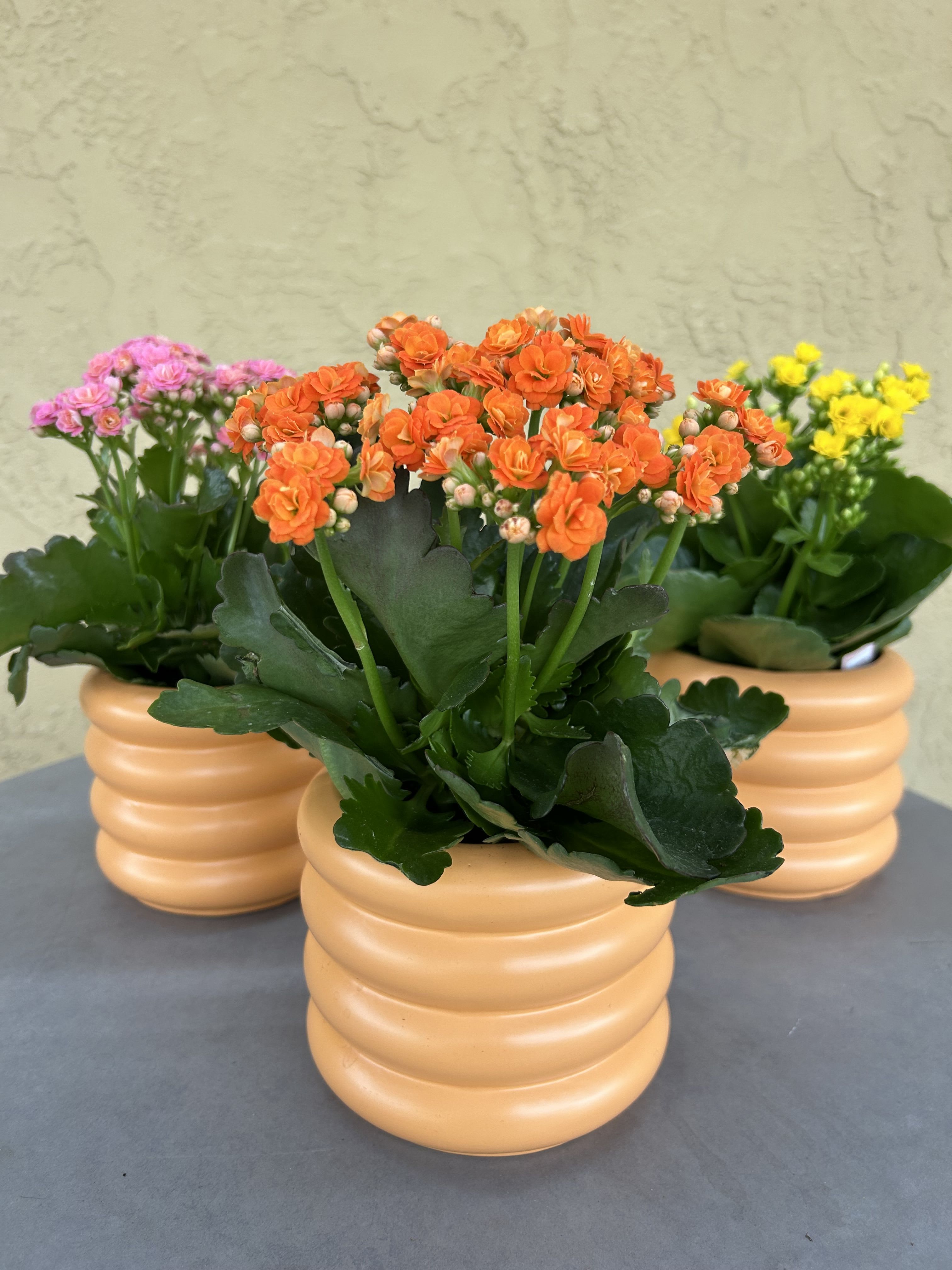 Thank a Teacher - This cute blooming kalanchoe is the perfect plant to show appreciation to a special teacher or educator as we enter the back to school season. Kalanchoe come in a variety of different colors and are easy to care for. 