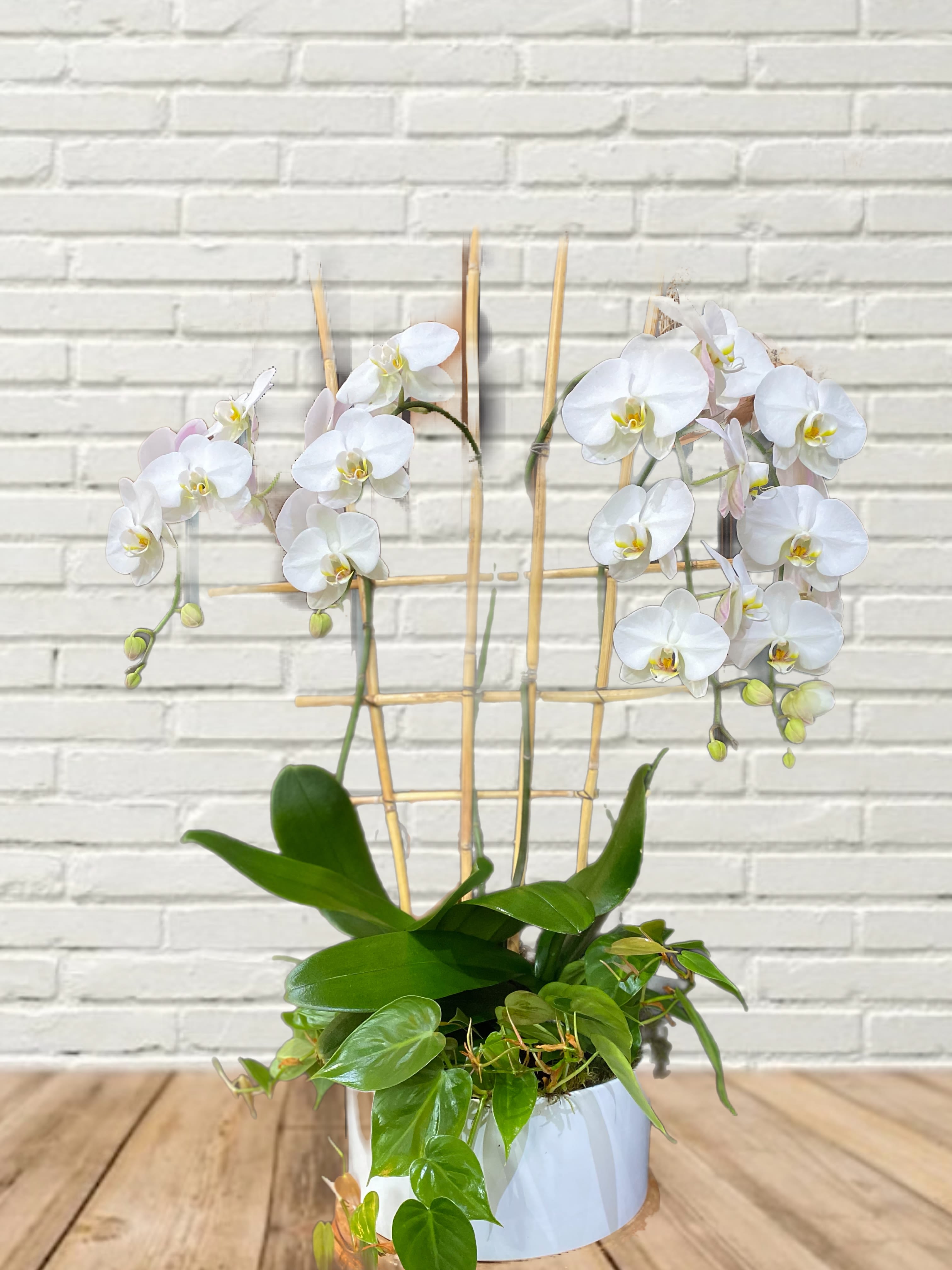 White orchids in a white pot with a bamboo trellis