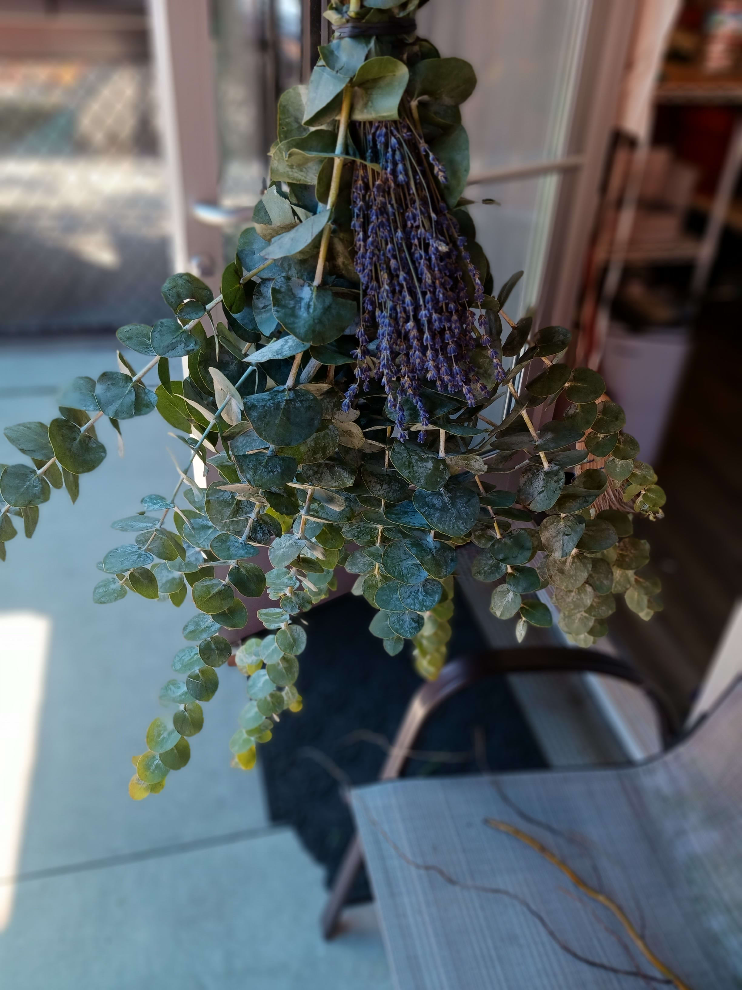 Hanging bundle of eucalyptus with small purple flowers