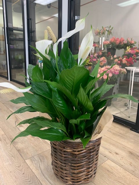 White calla lilies in a woven basket with broad green leaves