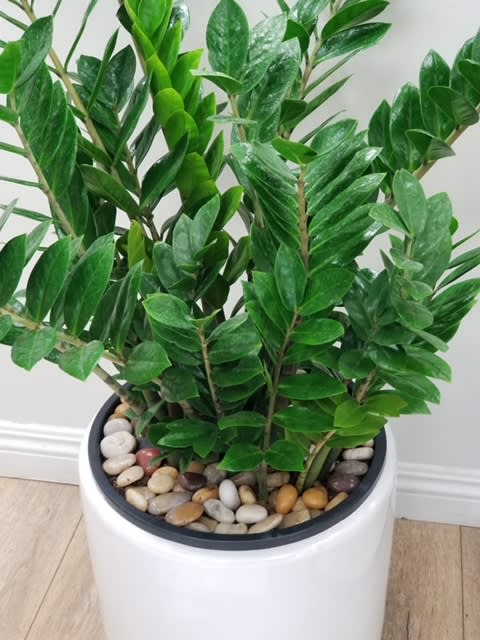 Potted green houseplant with glossy leaves in a white planter