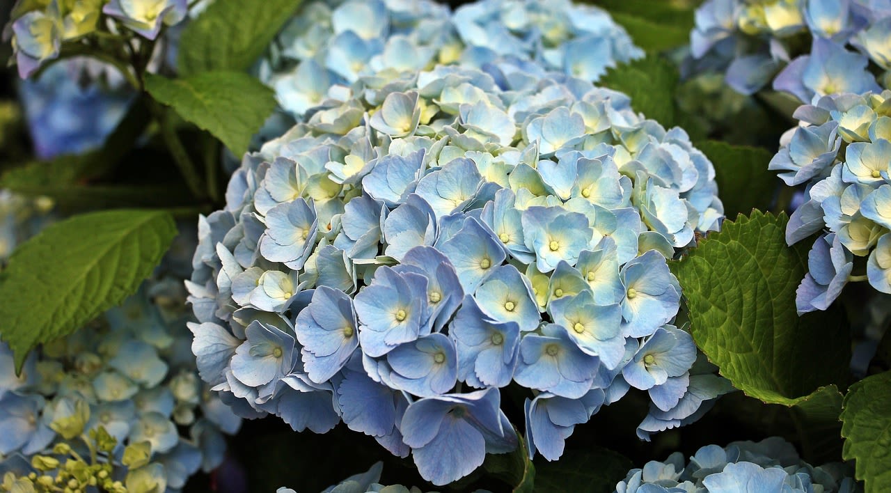 Cluster of light blue hydrangea blooms with green leaves