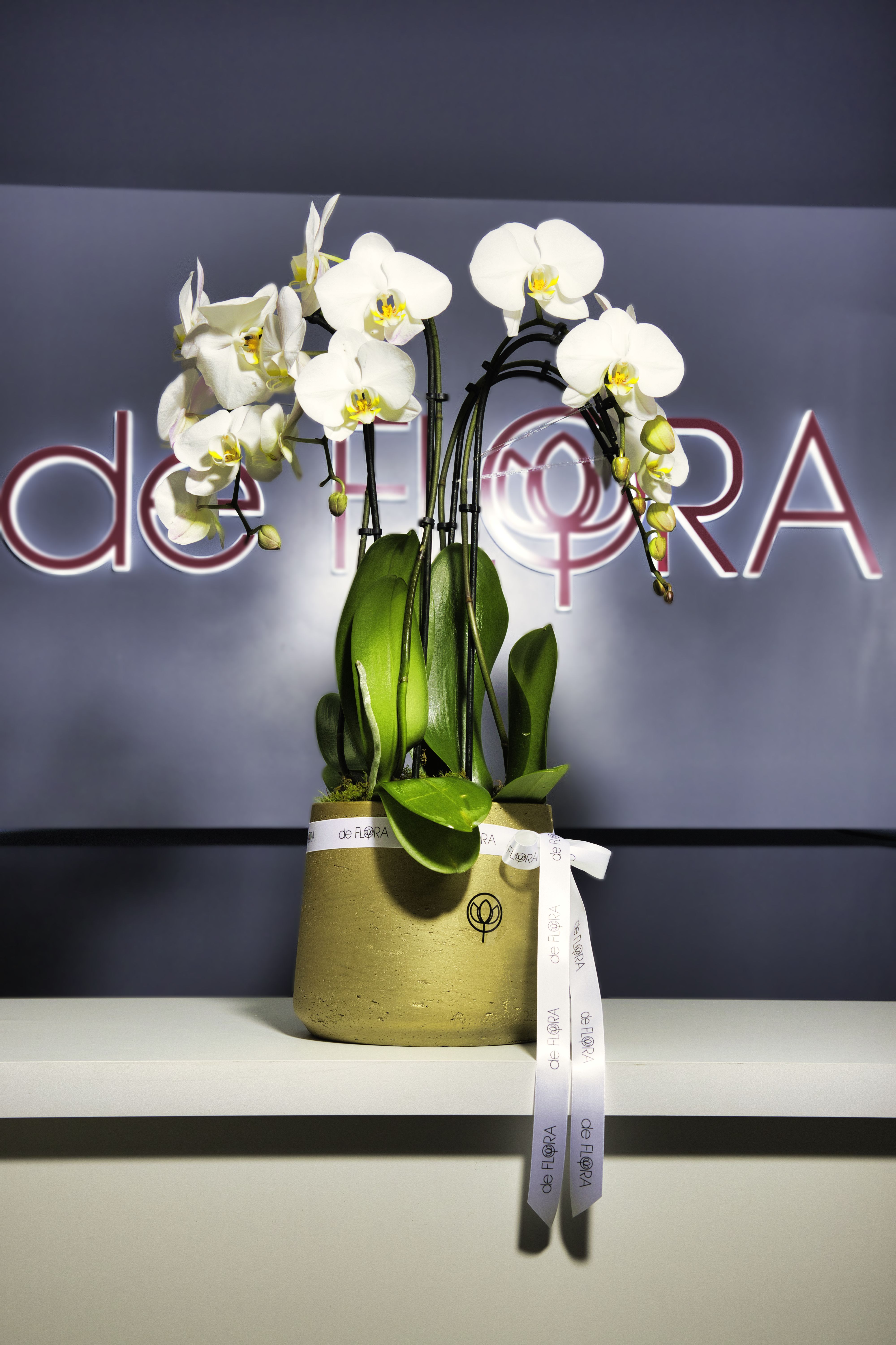 White orchid plant in a gold pot with a ribbon