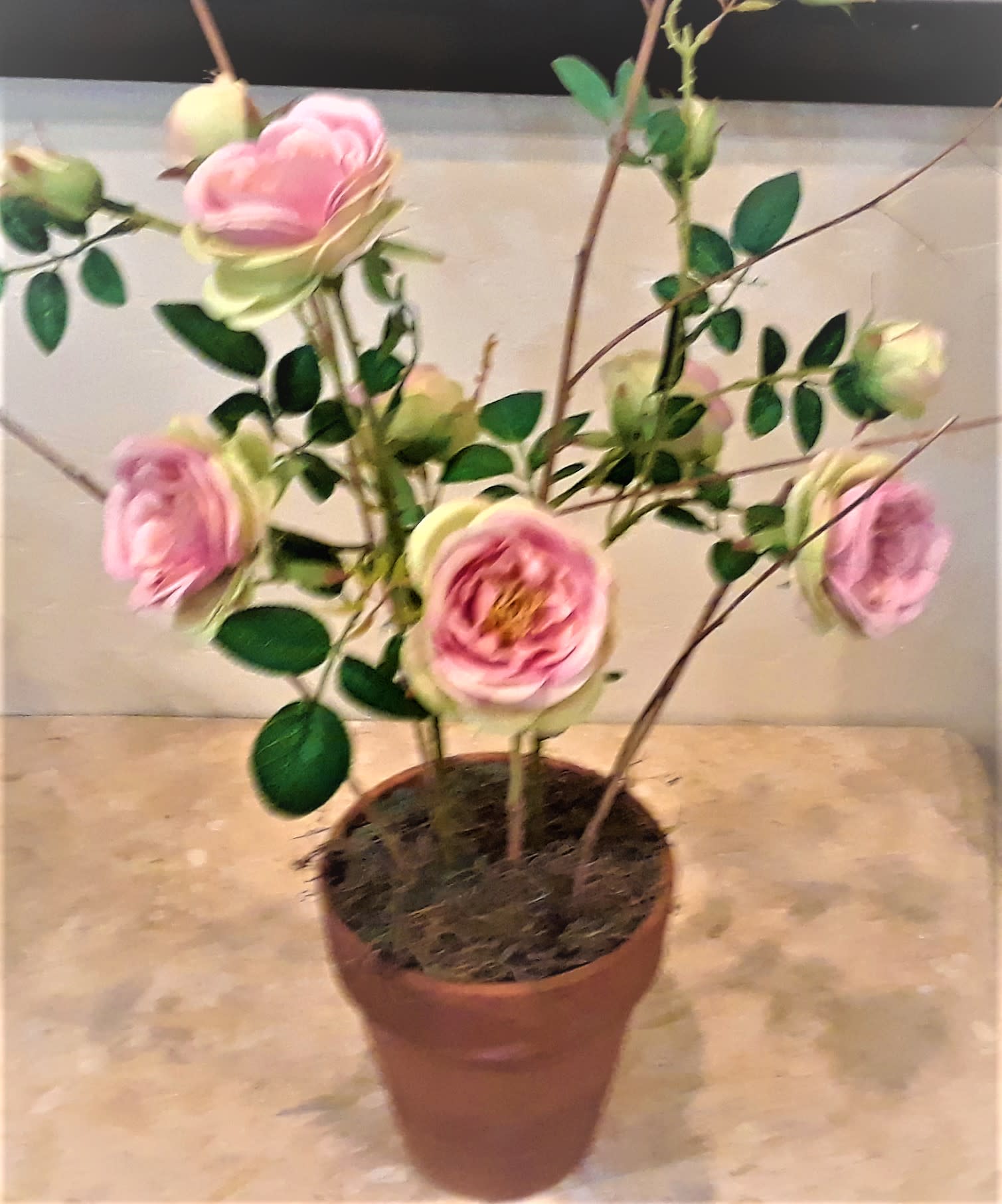 Potted arrangement with pink rose-like blooms and green leaves