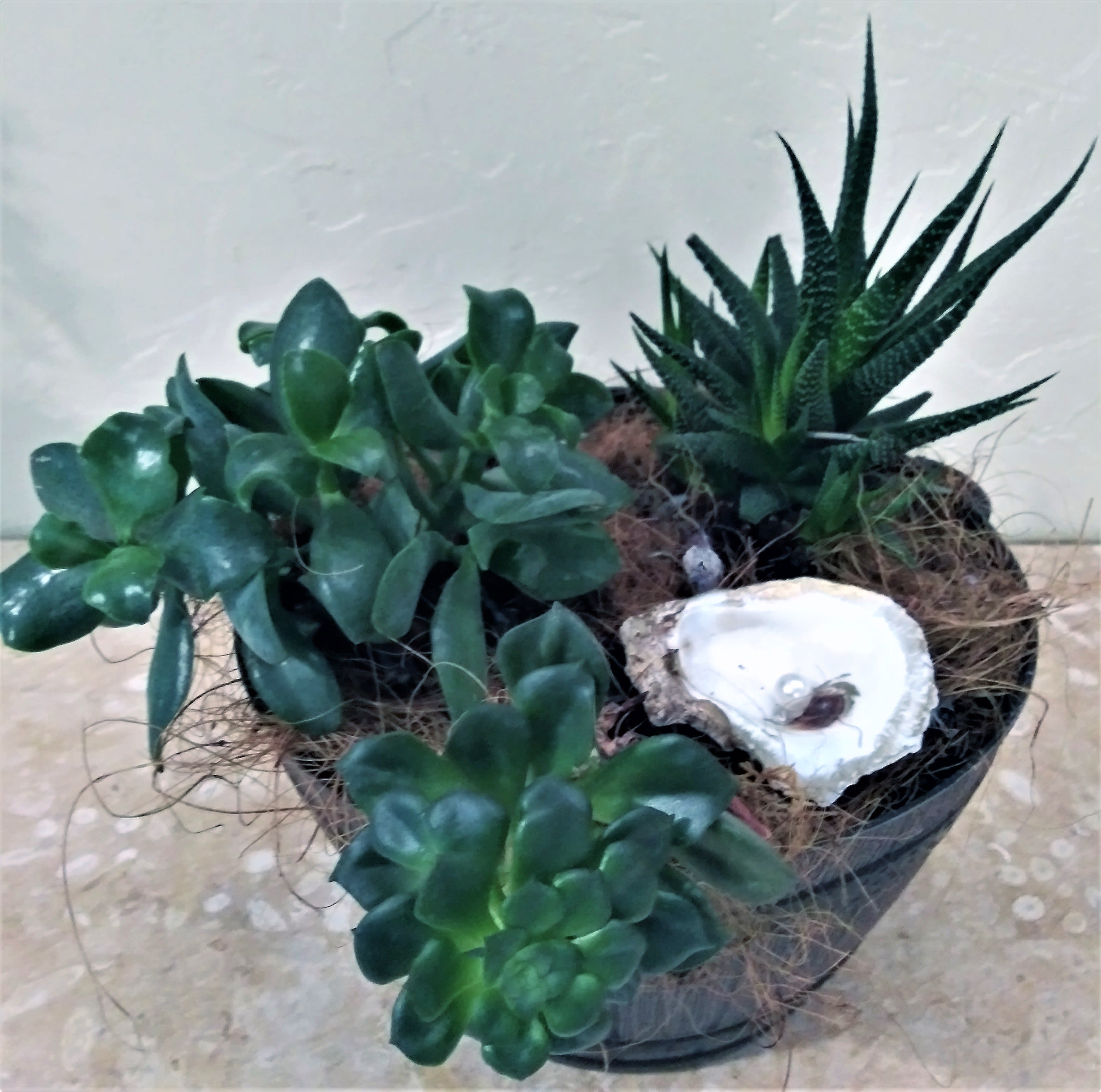 Potted succulent arrangement with a shell accent
