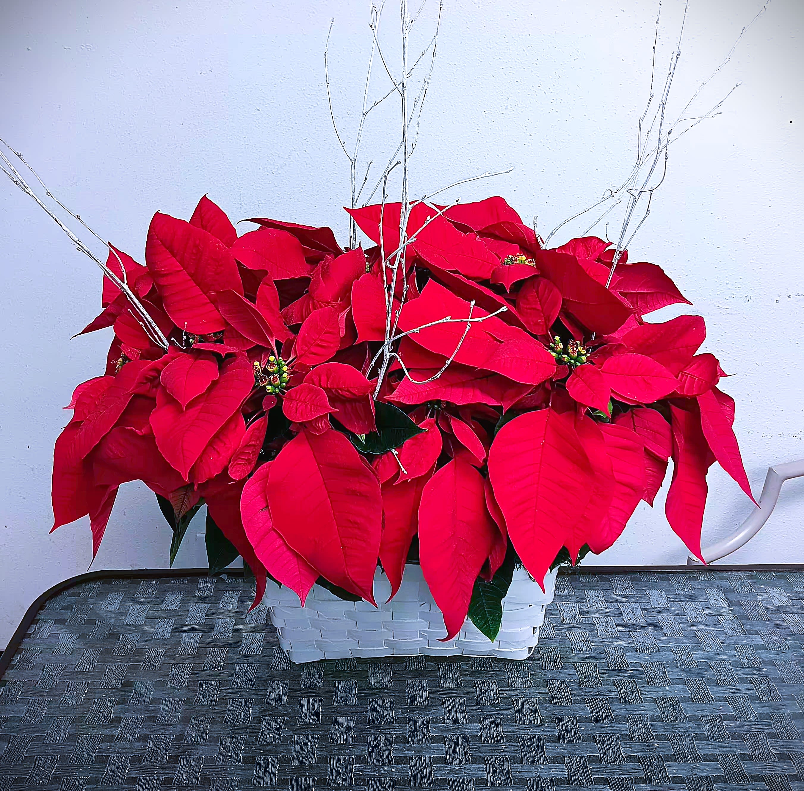 Red poinsettias arranged in a white basket