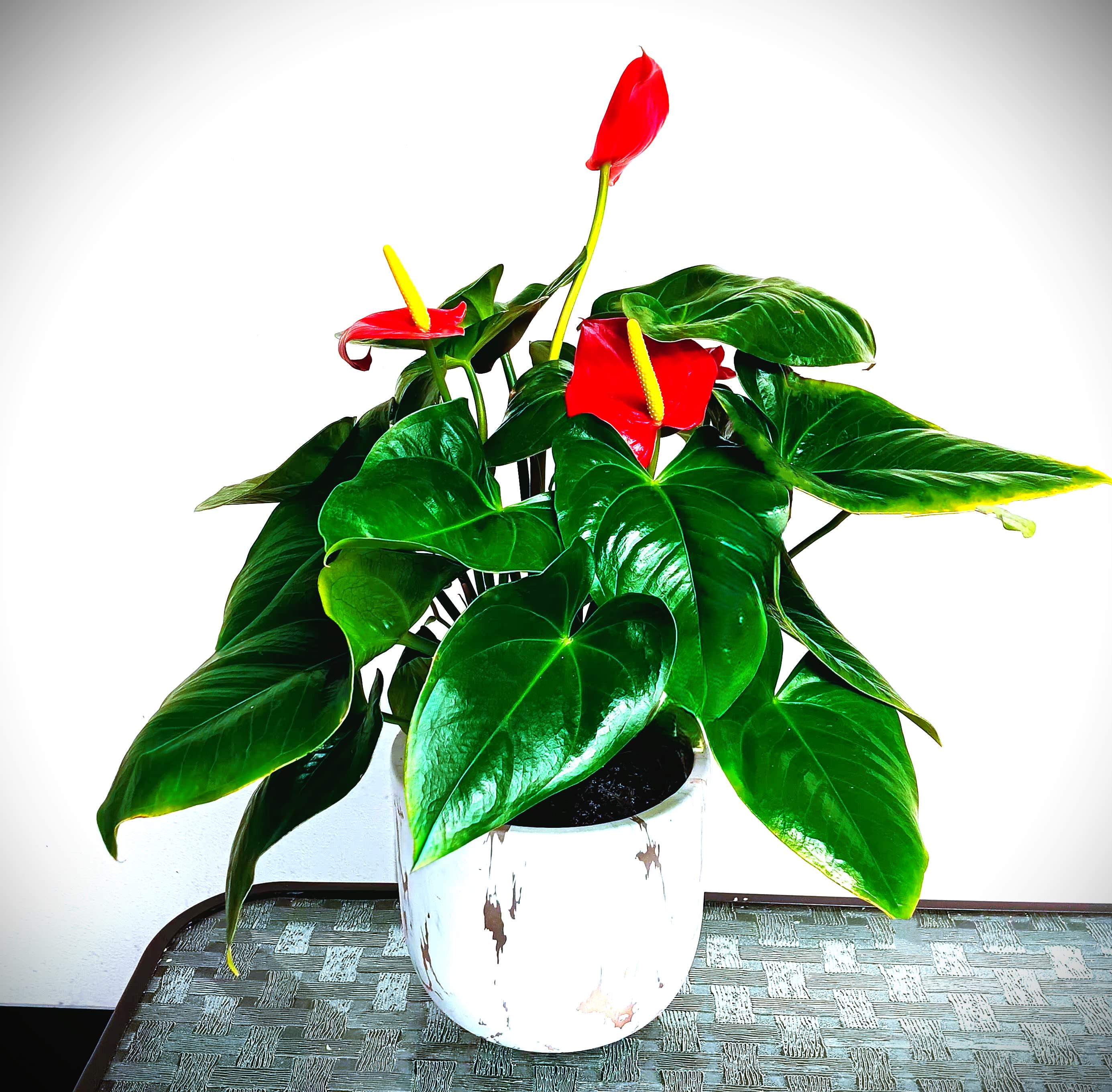 Potted anthurium plant with red blooms in a white ceramic pot