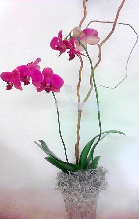 Pink orchids in a clear vase with decorative branches