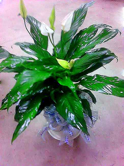 Potted peace lily with white blooms and glossy green leaves