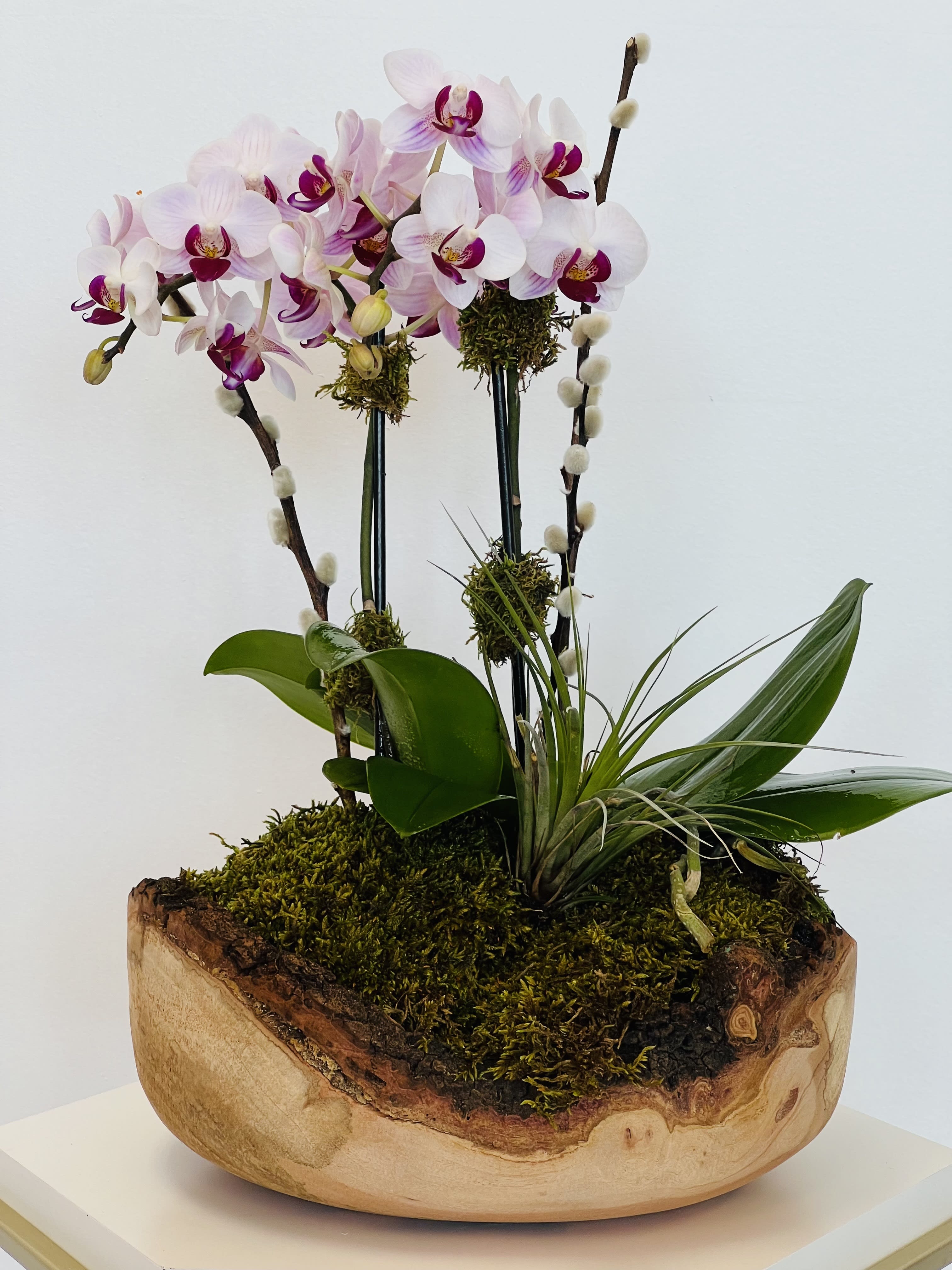 Orchid arrangement in a wooden planter with moss and broad green leaves