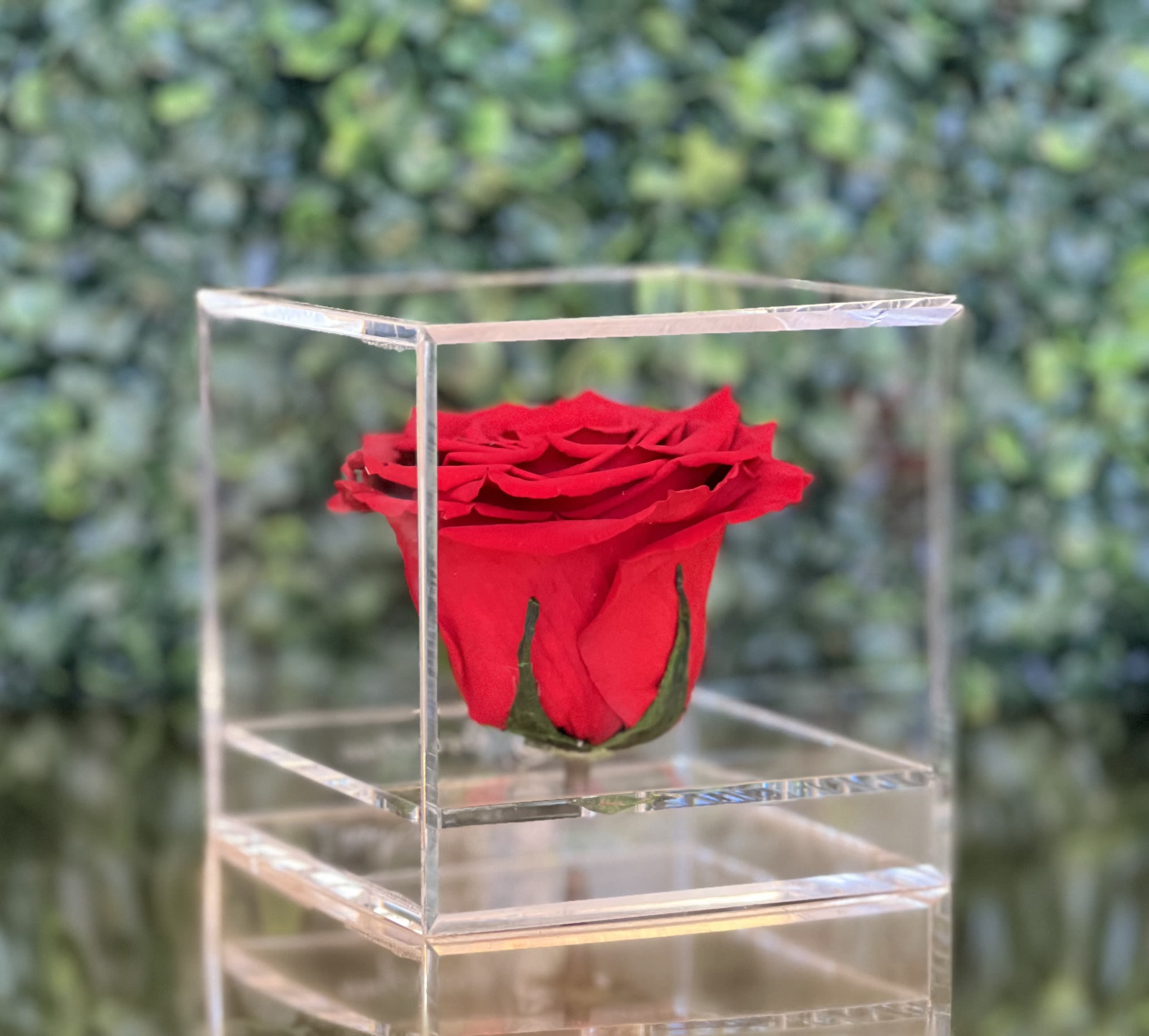 Single red rose in a clear acrylic box
