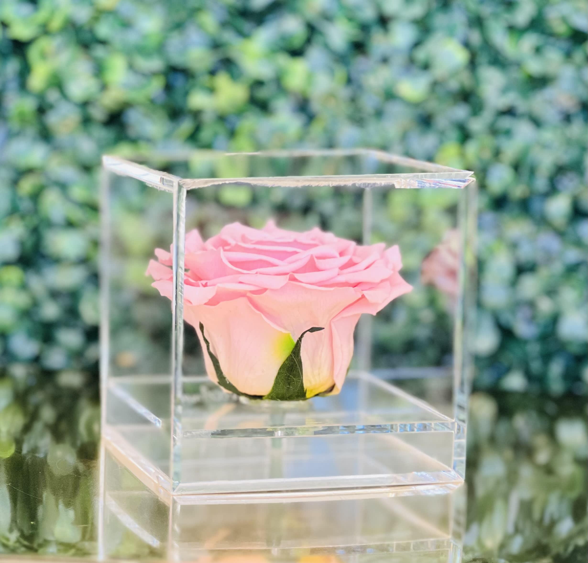 Single pink rose in a clear acrylic cube display