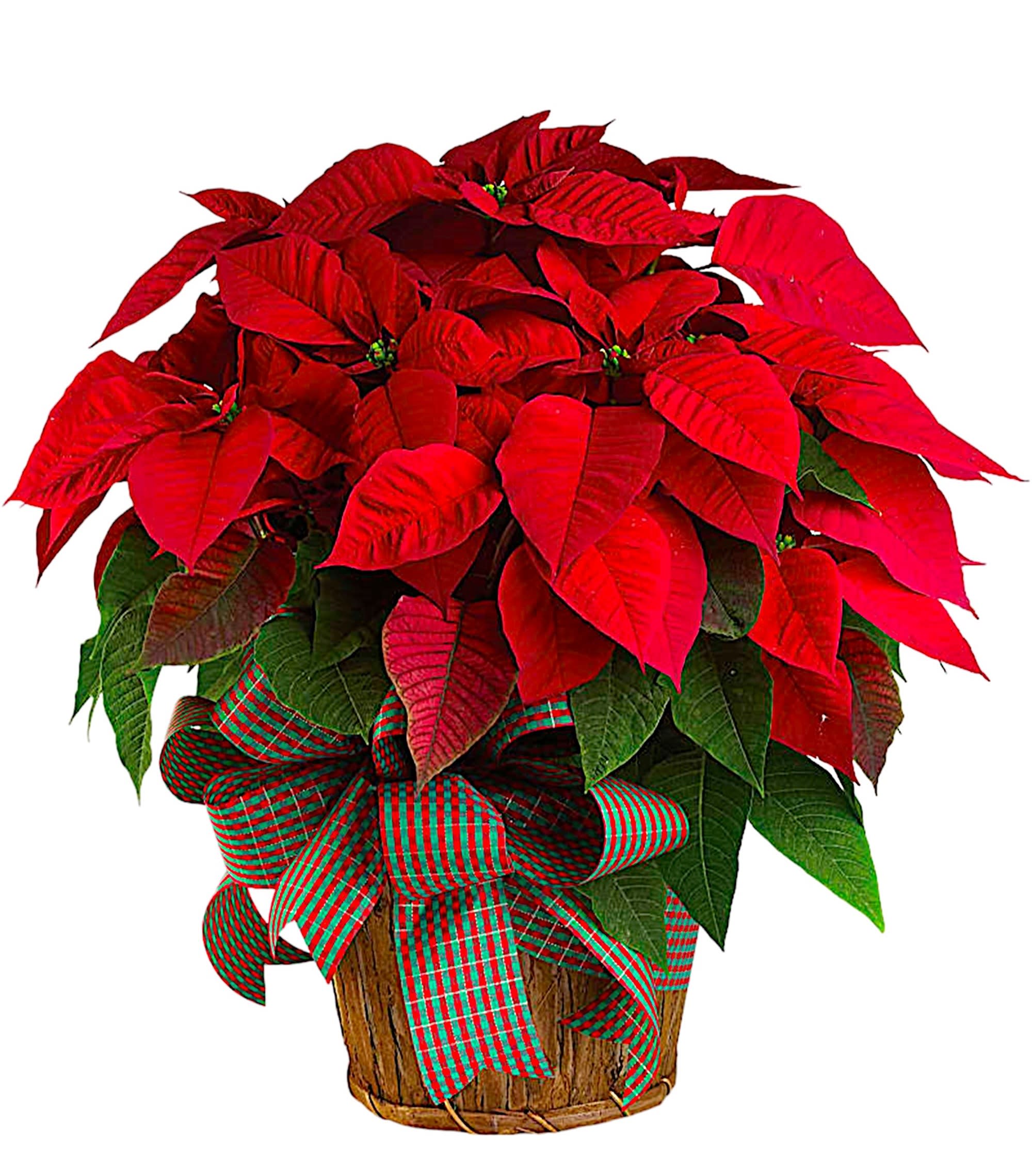 Potted poinsettia with red bracts and a plaid ribbon bow
