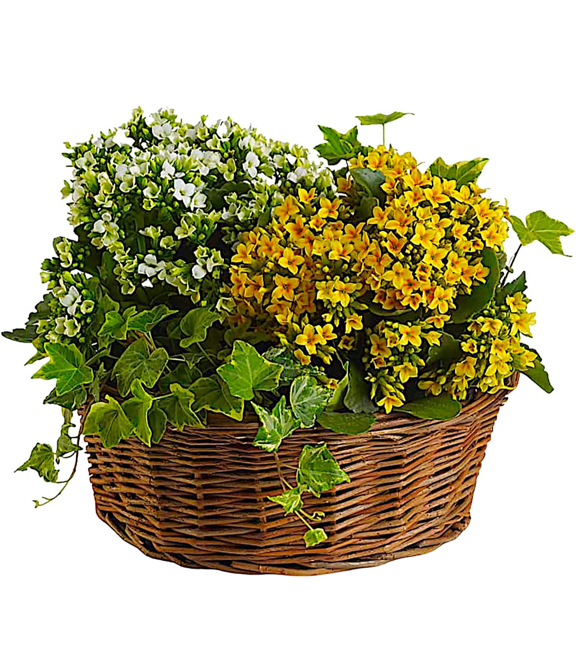 Yellow and white flowers in a wicker basket with ivy