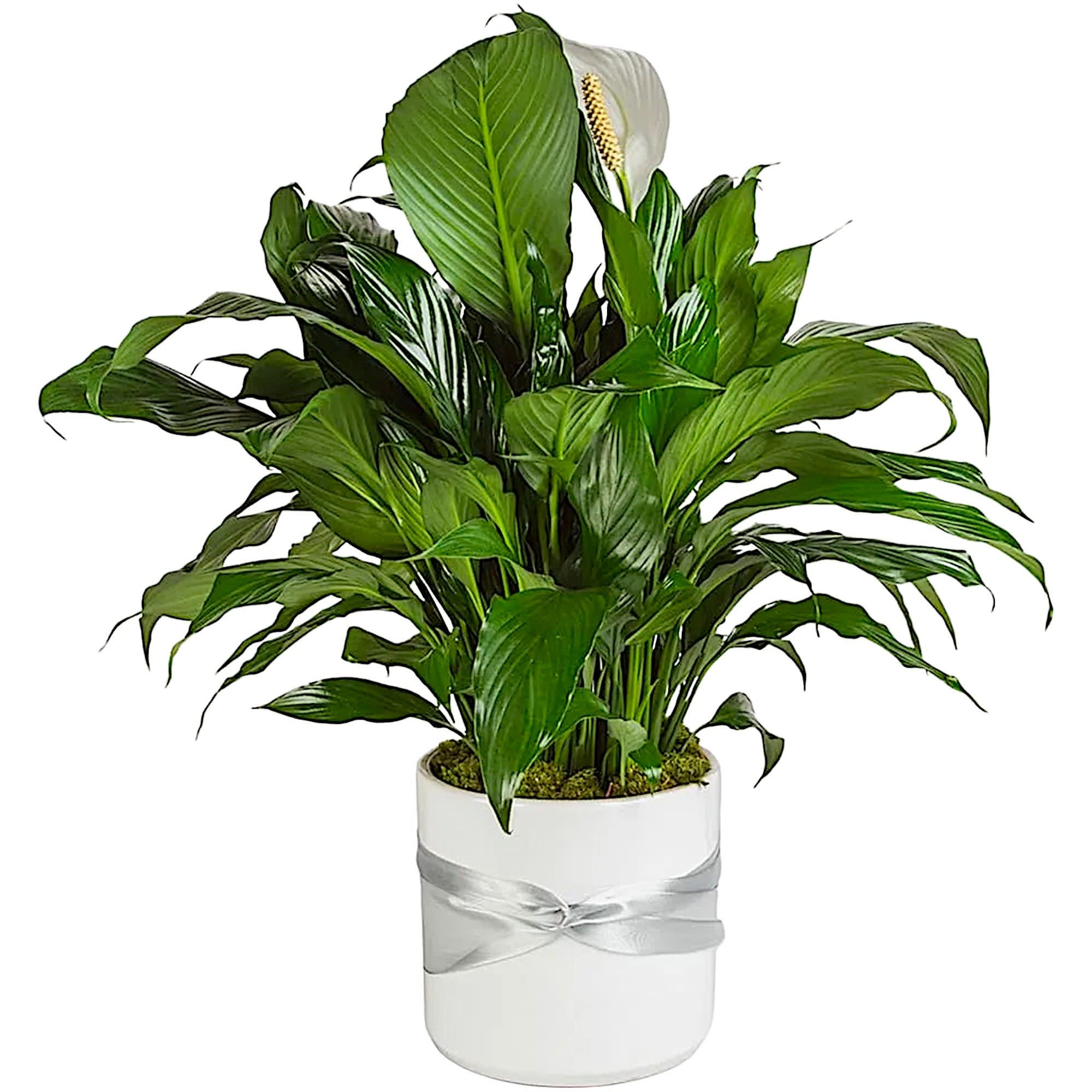 Spathiphyllum Plant by BloomNation™ - This plant is beautiful for any space, office, or home. To celebrate an occasion or to send your condolences. Another name for this plant is Peace Lily.  DETAILS Spathiphyllum plant is accented with green moss.  PLANTAR INCLUDED Orientation: All Around Item #NF-244  FLORIST-TO-DOOR Same day flower delivery on most orders placed online by 12 pm or 10 am on weekends PST.  POTTED PLANT  The Standard: Measures approx. 15-20” H The Deluxe: Measures approx. 20-25” H The Premium: Measures approx. 25-30” H  How to place an order? 1. You can place an order directly on this secure website OR 2. You can call in your order by dialing: (323) 262 - 9238 OR 3. You can visit our store (appointment recommended 323.262.9238)  NINFA'S FLOWERS 2405 WHITTIER BLVD. LOS ANGELES, CA. 90023  ATTENTION: *Please note that on busy holidays, Valentine's Day, and Mother's Day, we cannot verify if the recipient received the flowers until the following day. You can verify delivery on the website after 10:00 pm, call 323.262.9238 the following day after 10:00 am, or contact the recipient directly. Thank you for your patience and understanding.
