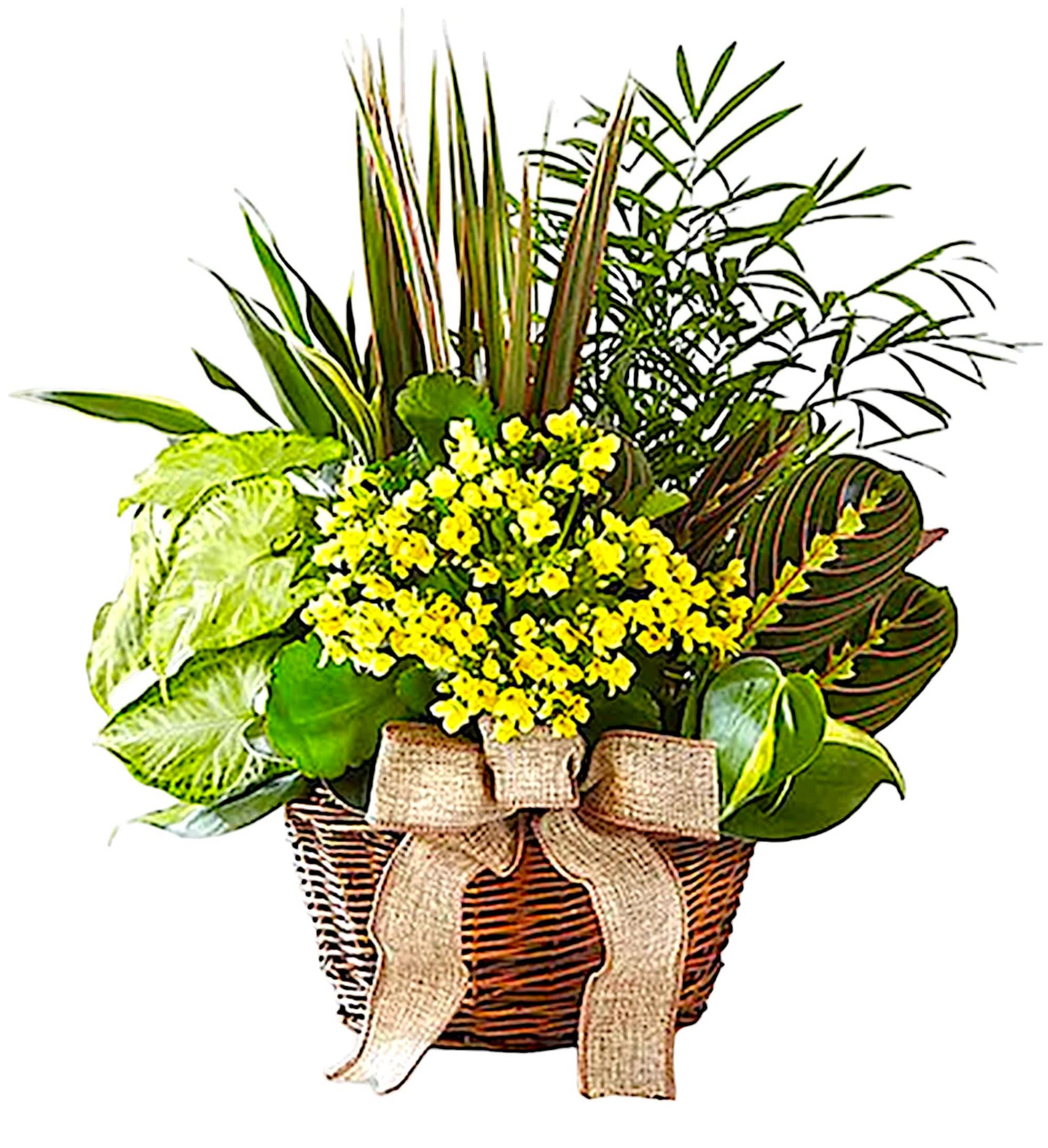 Basket of yellow flowers and assorted green plants with a burlap bow