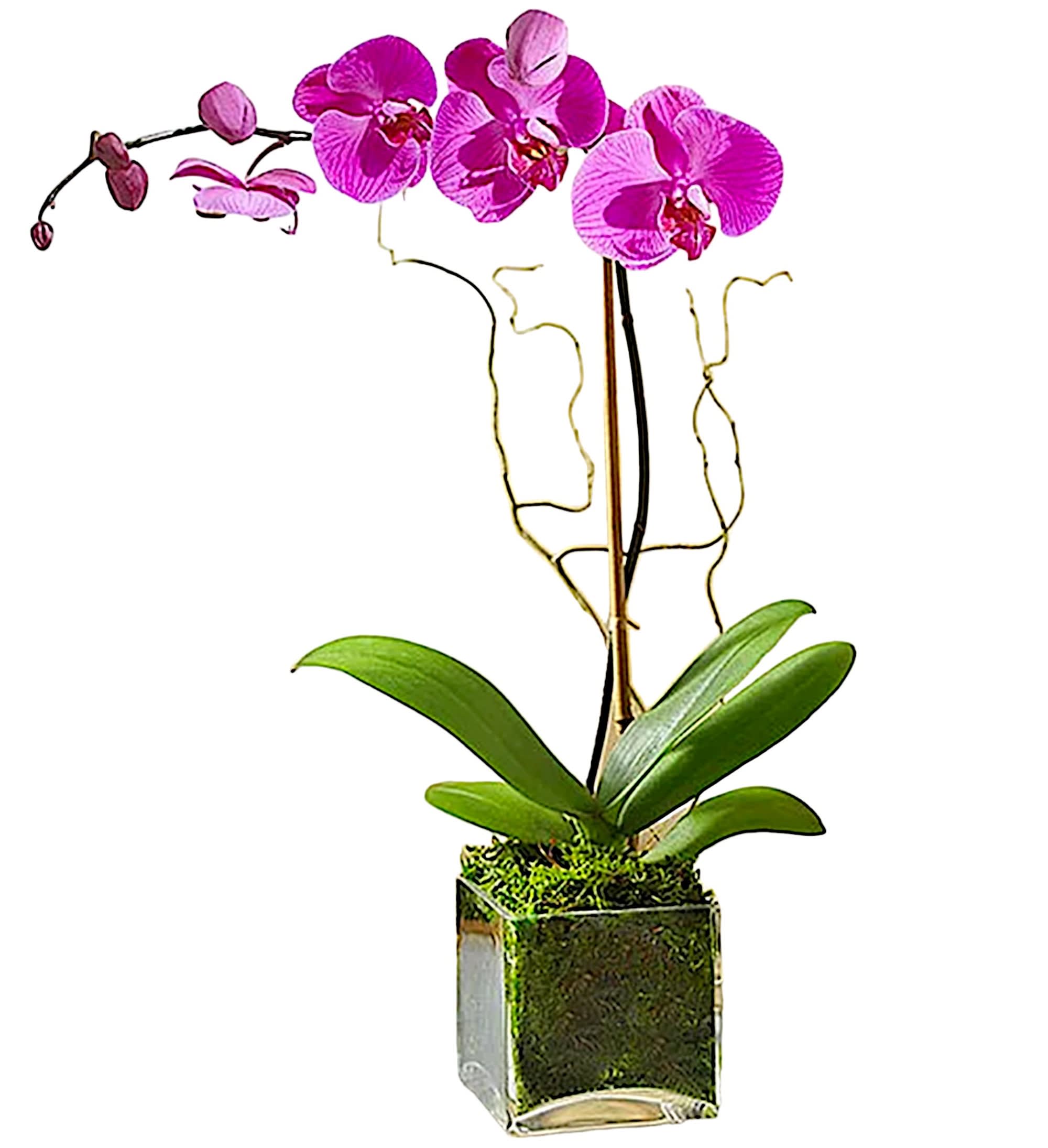 Pink orchid plant in a square glass vase