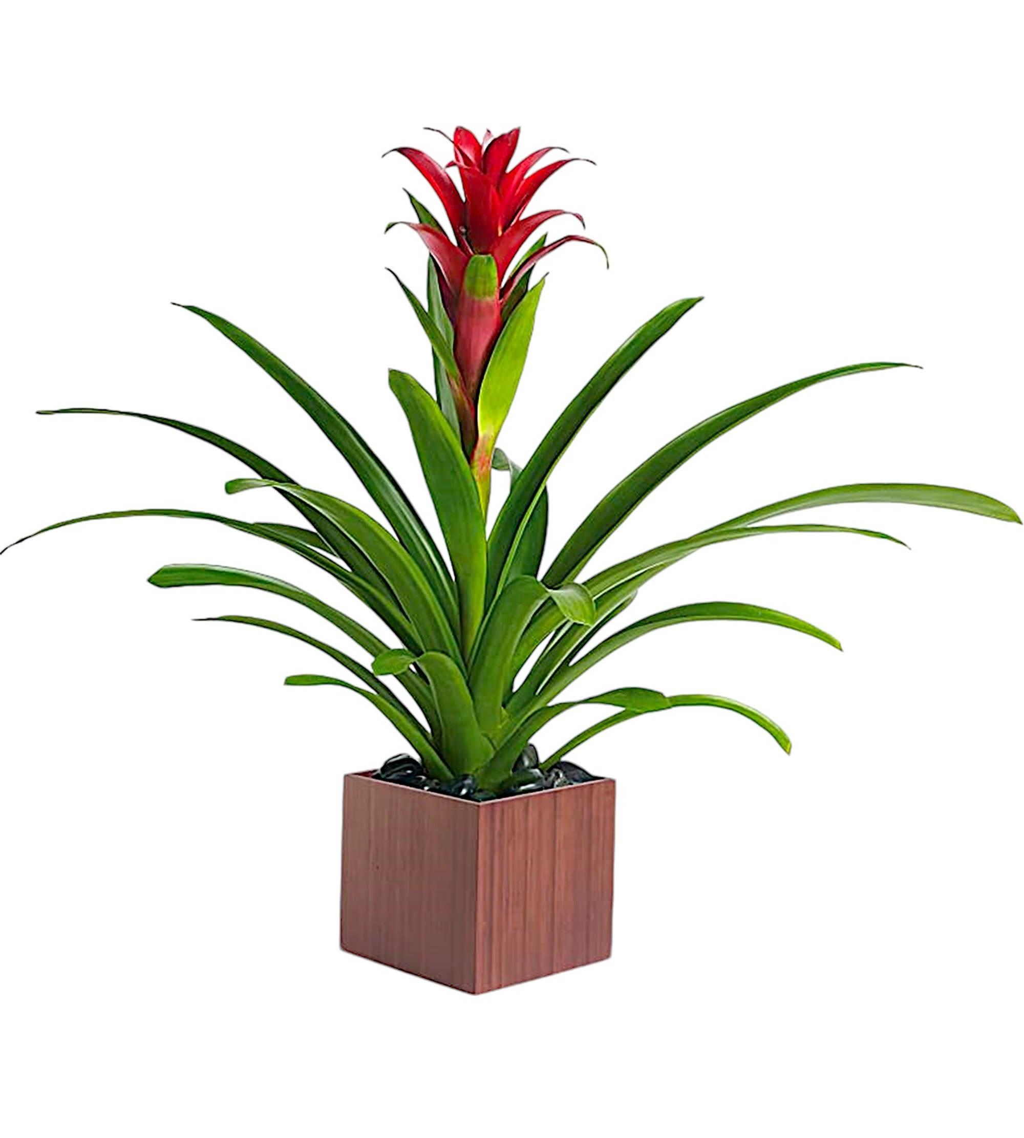 Potted plant with long green leaves and a red flower spike