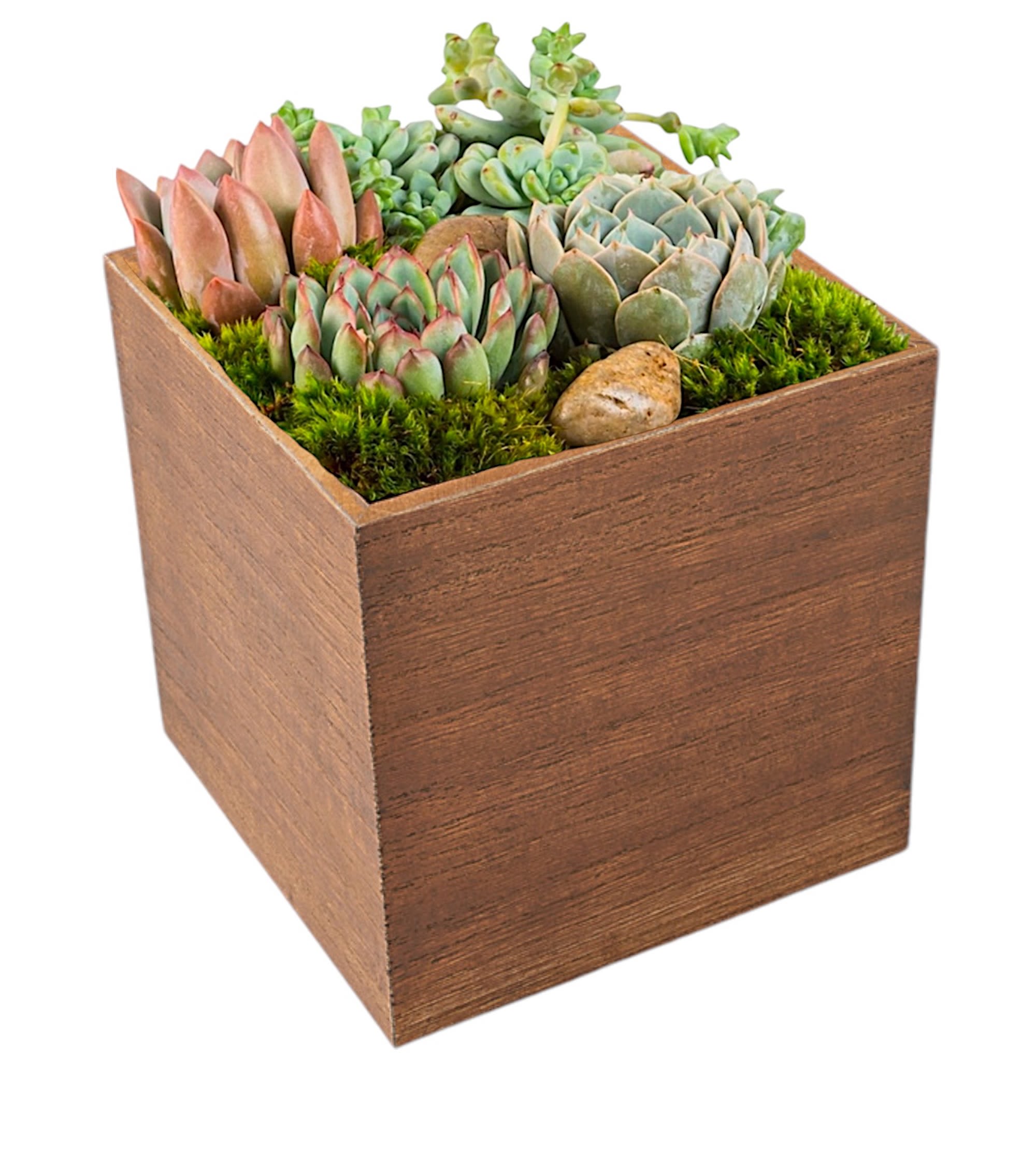 Succulent Box by BloomNation™ - The perfect desk or table accessory, this succulent box features four 4-inch succulents and an assortment of decorative rocks. Perfect for birthdays, Father's Day, sending post promotion, or job hire.   DETAILS Four assorted succulents.  WOODEN BOX INCLUDED Orientation: All-Around Item #NF-332  FLORIST-TO-DOOR Same day flower delivery on most orders placed online by 12 pm or 10 am on weekends PST.  POTTED PLANTS  The Standard Arrangement is approx. 8" W x 7" H  How to place an order? 1. You can place an order directly on this secure website OR 2. You can call in your order by dialing: (323) 262 - 9238 OR 3. You can visit our store (appointment recommended 323.262.9238)  NINFA'S FLOWERS 2405 WHITTIER BLVD. LOS ANGELES, CA. 90023  ATTENTION: *Please note that on busy holidays, Valentine's Day, and Mother's Day, we cannot verify if the recipient received the flowers until the following day. You can verify delivery on the website after 10:00 pm, call 323.262.9238 the following day after 10:00 am, or contact the recipient directly. Thank you for your patience and understanding.