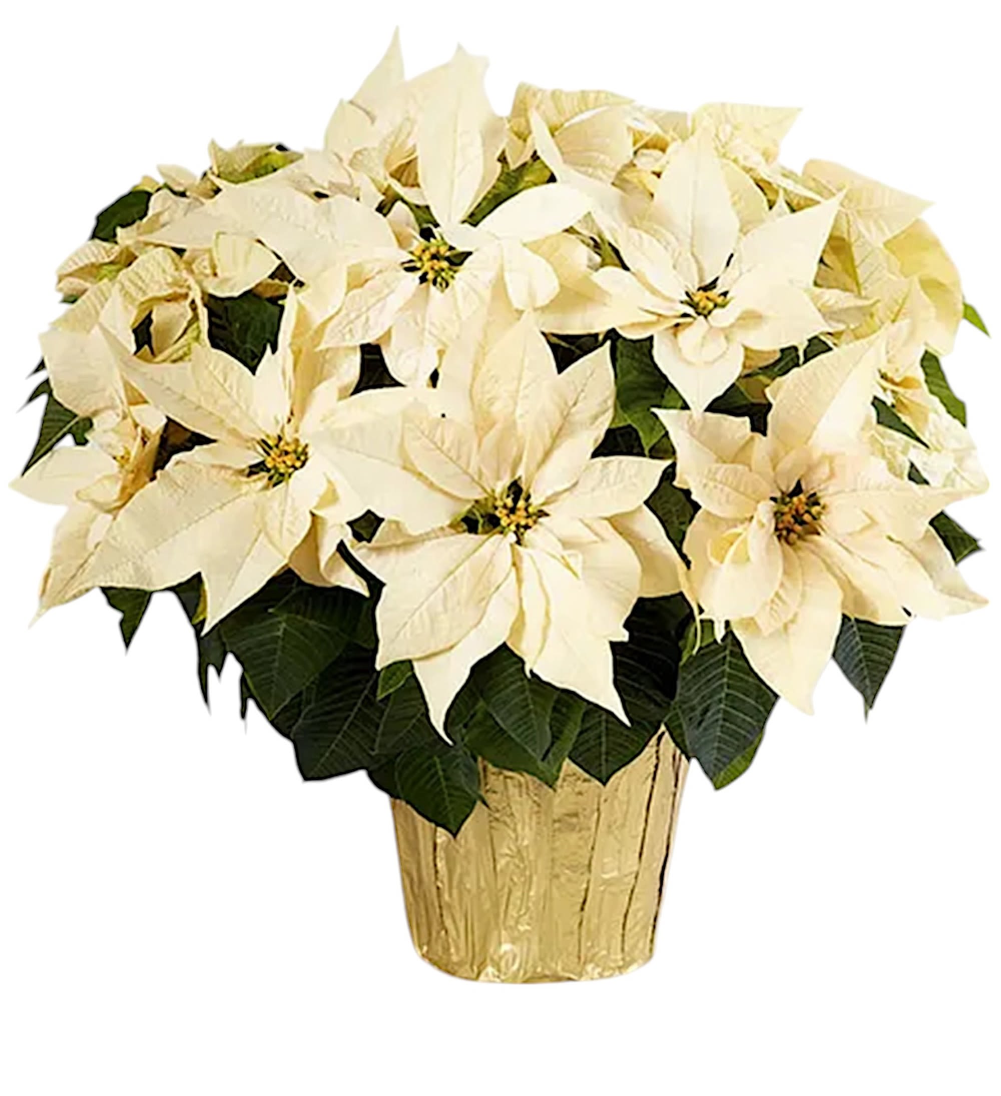 White poinsettia arrangement in a gold pot