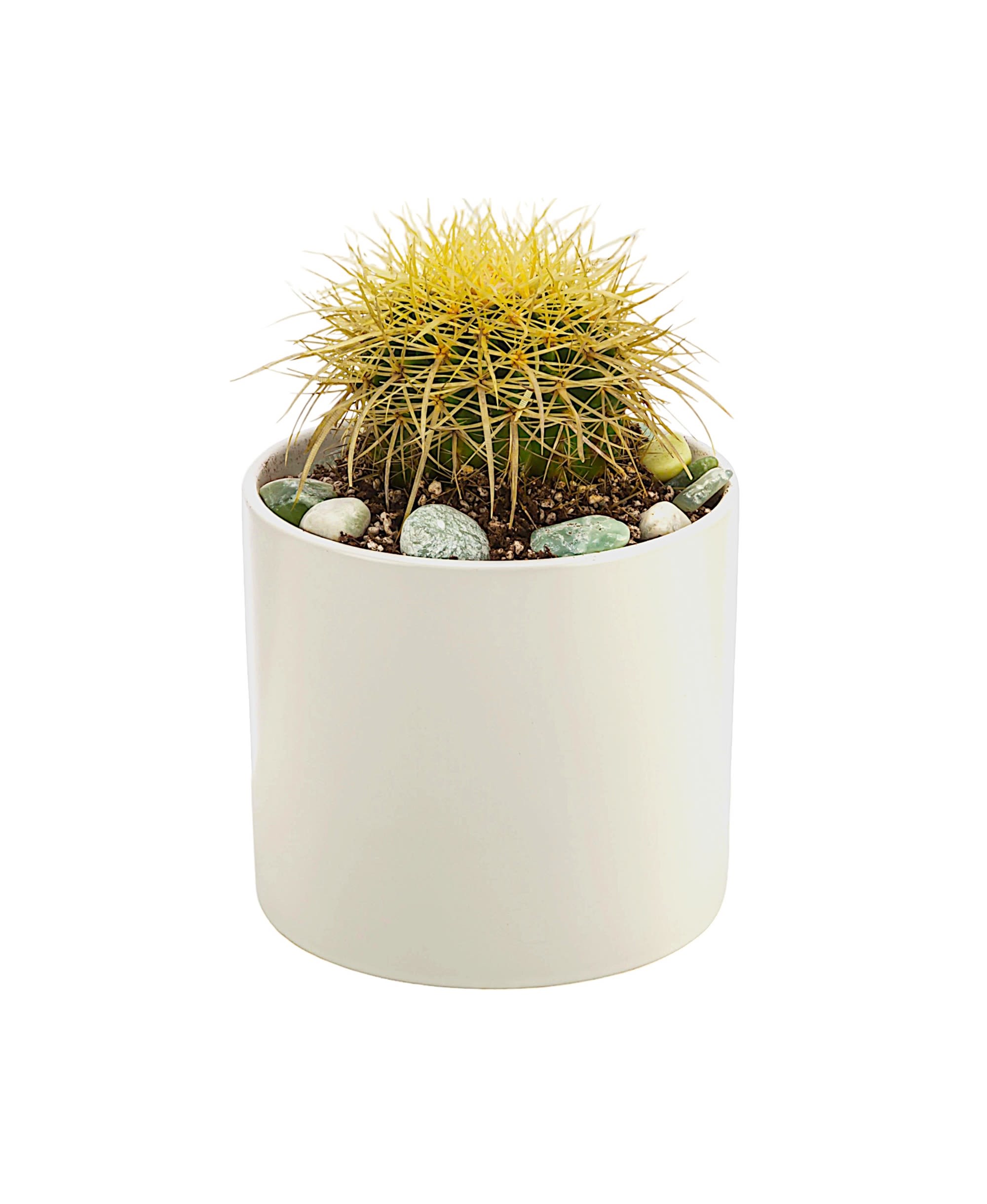 Cactus Plant by BloomNation™ - You can leave a cactus plant in a sunny window and forget about it! Infrequent watering and lots of light will keep it healthy making it a great gift for an absent-minded or frequently traveling individual.  DETAILS Cactus Plant  PLANTER INCLUDED Orientation: All-Around Item #NF-939  FLORIST-TO-DOOR Same day flower delivery on most orders placed online by 12 pm or 10 am on weekends PST.  POTTED PLANT  The Standard Overall Plant Height: is approx. 8" H.  How to place an order?  1. You can place an order directly on this secure website. OR 2. You can call in your order by dialing: (323) 262 - 9238 OR 3. You can visit our store (appointment recommended 323.262.9238)  NINFA'S FLOWERS 2405 WHITTIER BLVD. LOS ANGELES, CA. 90023  ATTENTION: *Please note that on busy holidays, Valentine's Day, and Mother's Day, we cannot verify if the recipient received the flowers until the following day. You can verify delivery on the website after 10:00 pm, call 323.262.9238 the following day after 10:00 am, or contact the recipient directly. Thank you for your patience and understanding.