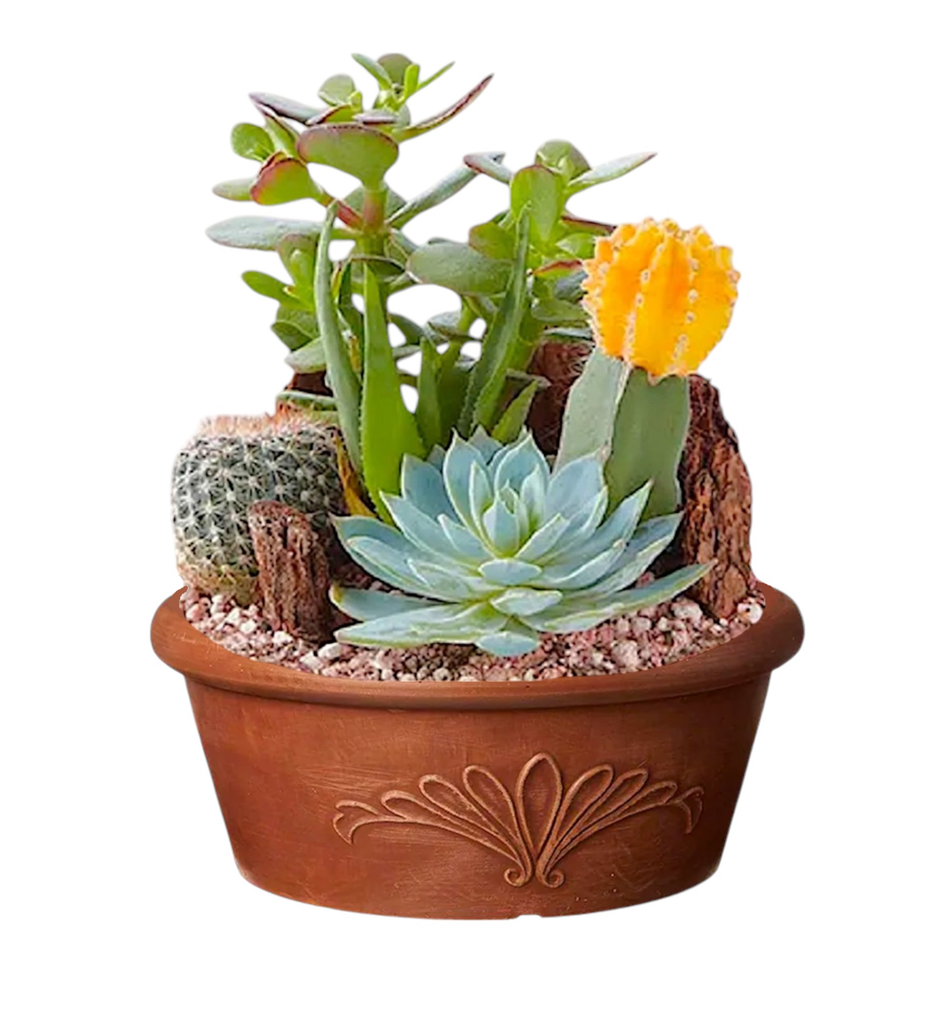 Potted succulent arrangement with a cactus and blue rosette succulent