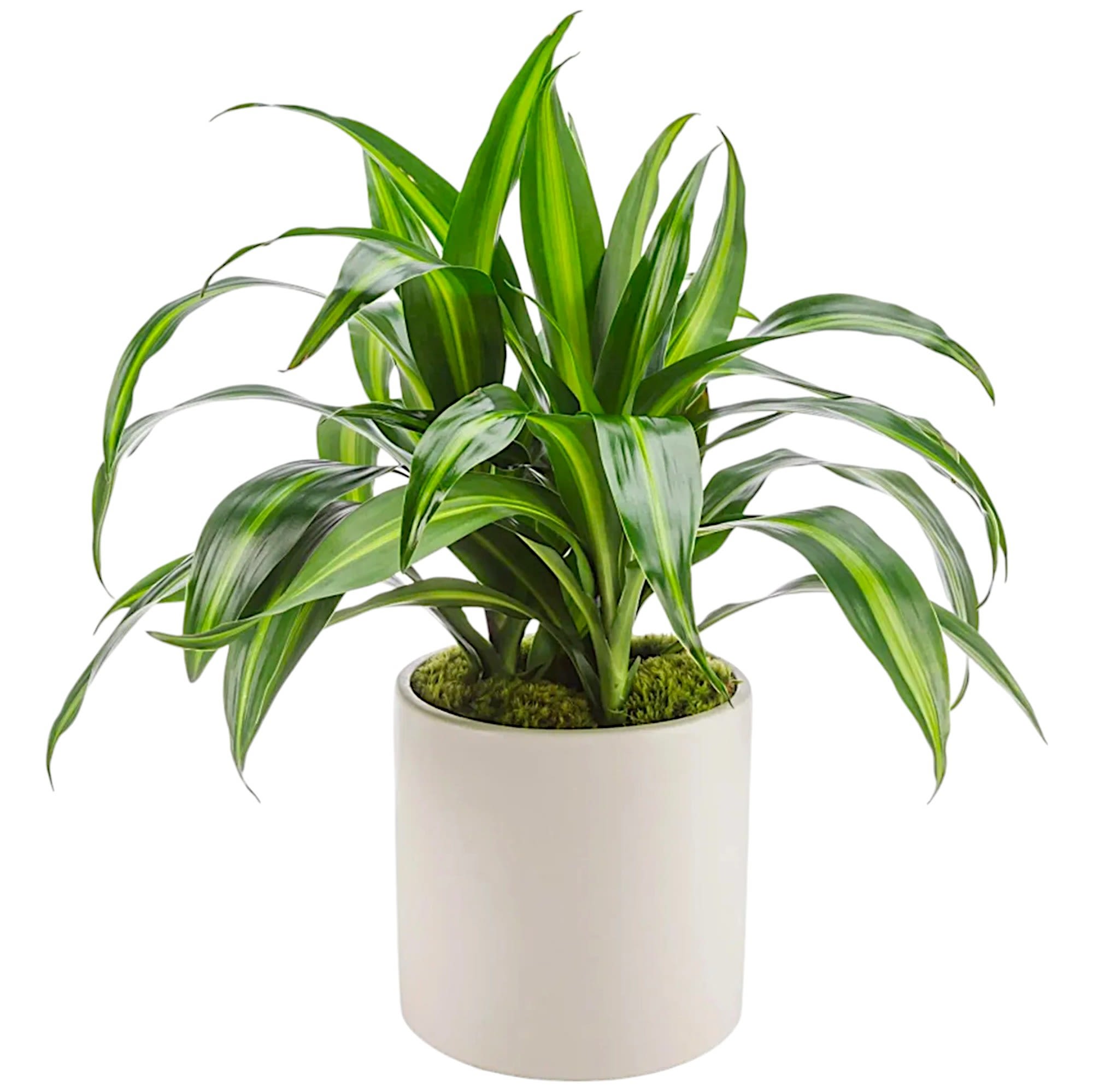 Dracaena Plant by BloomNation™ - Named after dragons and referred to as the dragon plant, these plants do an excellent job filtering the air, looking pretty, and being relatively sturdy. Send them to your favorite plant parent or plant newbie.  DETAILS Cactus Plant  PLANTER INCLUDED Orientation: All-Around Item #NF-248  FLORIST-TO-DOOR Same day flower delivery on most orders placed online by 12 pm or 10 am on weekends PST.  POTTED PLANT  The Standard (SHOWN)  How to place an order?  1. You can place an order directly on this secure website. OR 2. You can call in your order by dialing: (323) 262 - 9238 OR 3. You can visit our store (appointment recommended 323.262.9238)  NINFA'S FLOWERS 2405 WHITTIER BLVD. LOS ANGELES, CA. 90023  ATTENTION: *Please note that on busy holidays, Valentine's Day, and Mother's Day, we cannot verify if the recipient received the flowers until the following day. You can verify delivery on the website after 10:00 pm, call 323.262.9238 the following day after 10:00 am, or contact the recipient directly. Thank you for your patience and understanding.