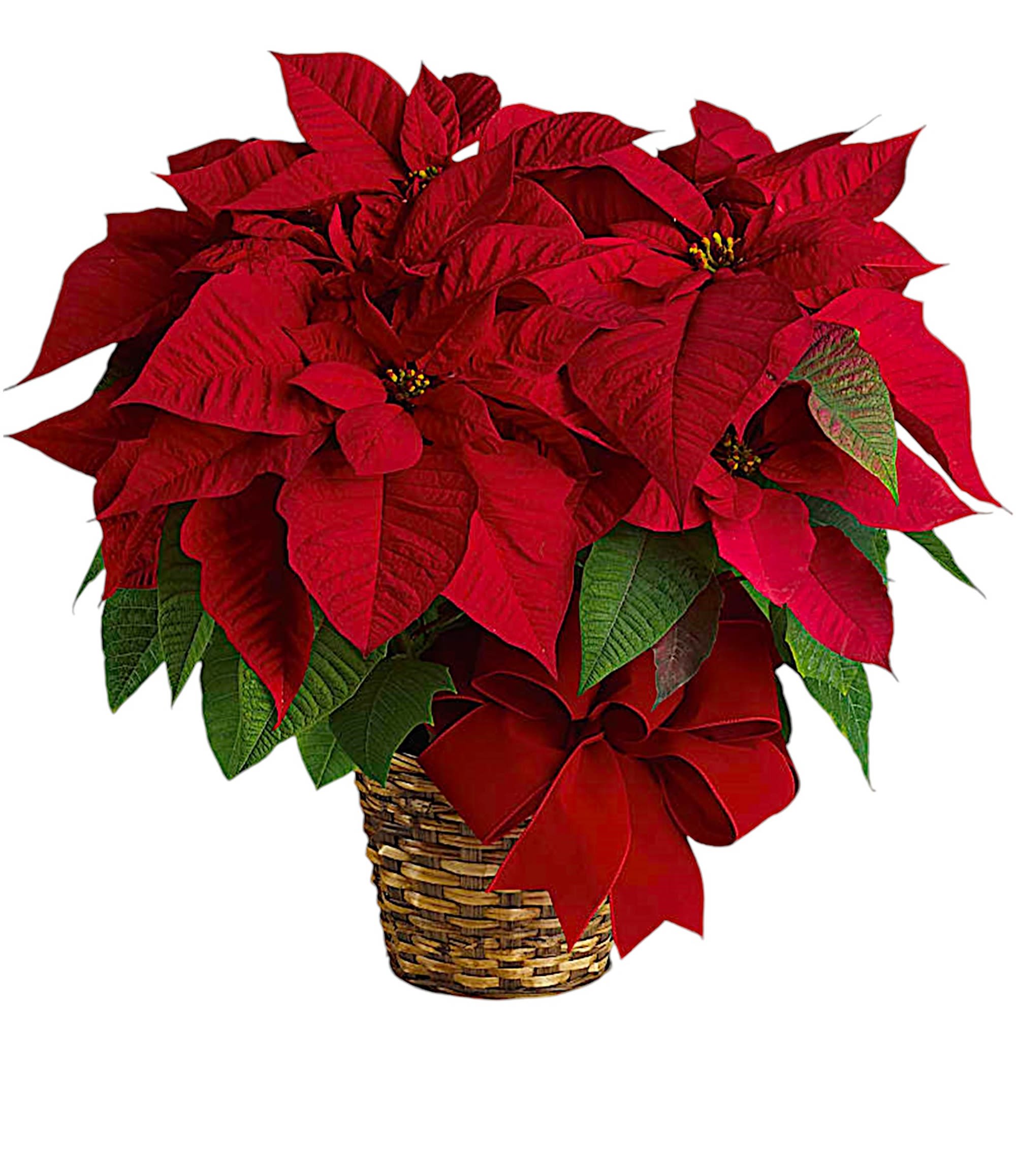 Red poinsettia plant in a woven basket with a red bow