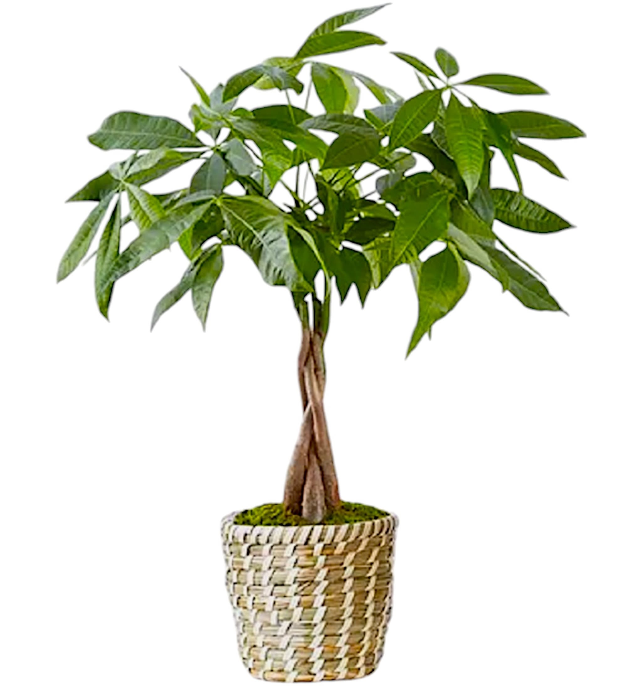 Potted money tree plant in a woven basket planter
