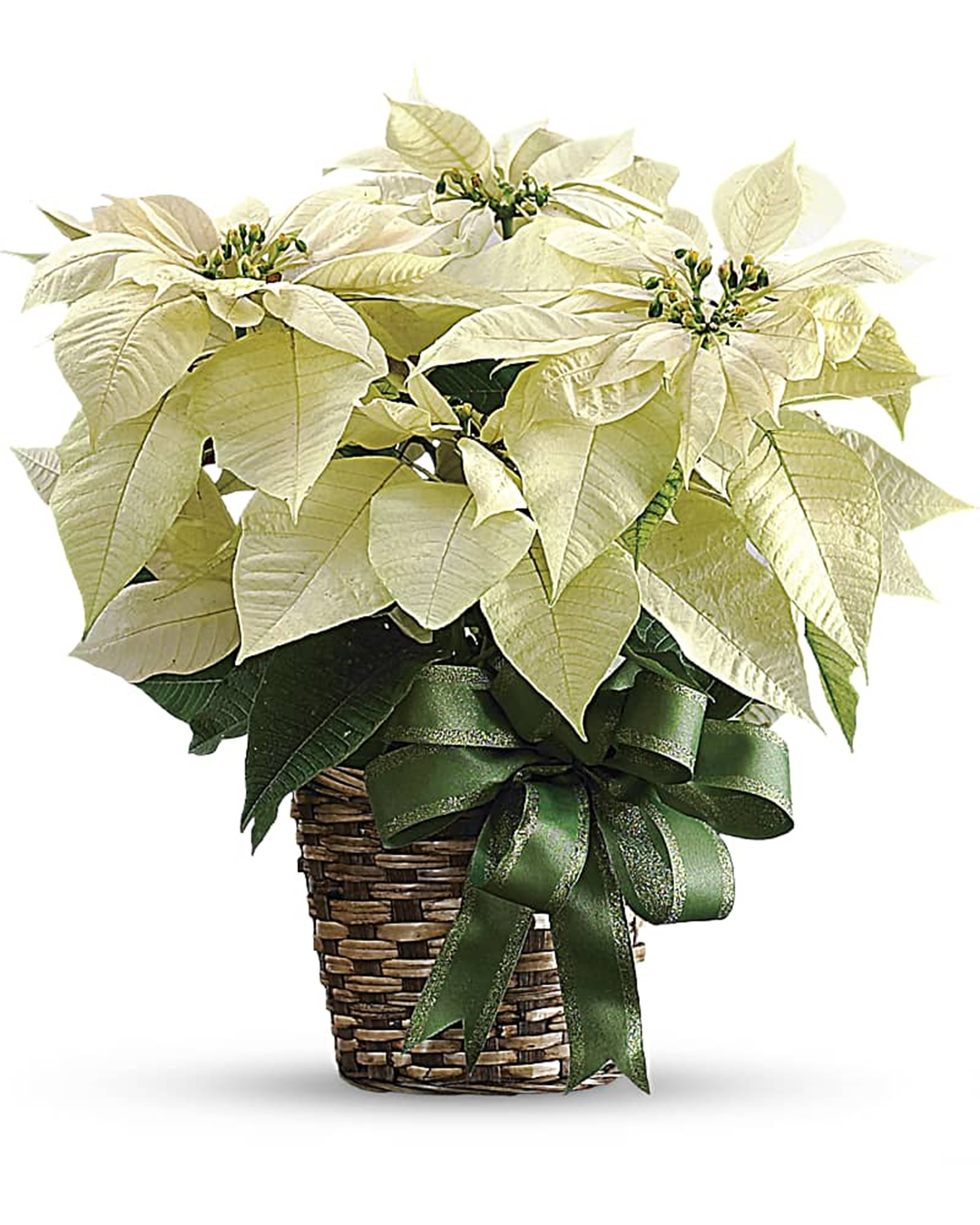 White poinsettia plant in a woven basket with a green ribbon