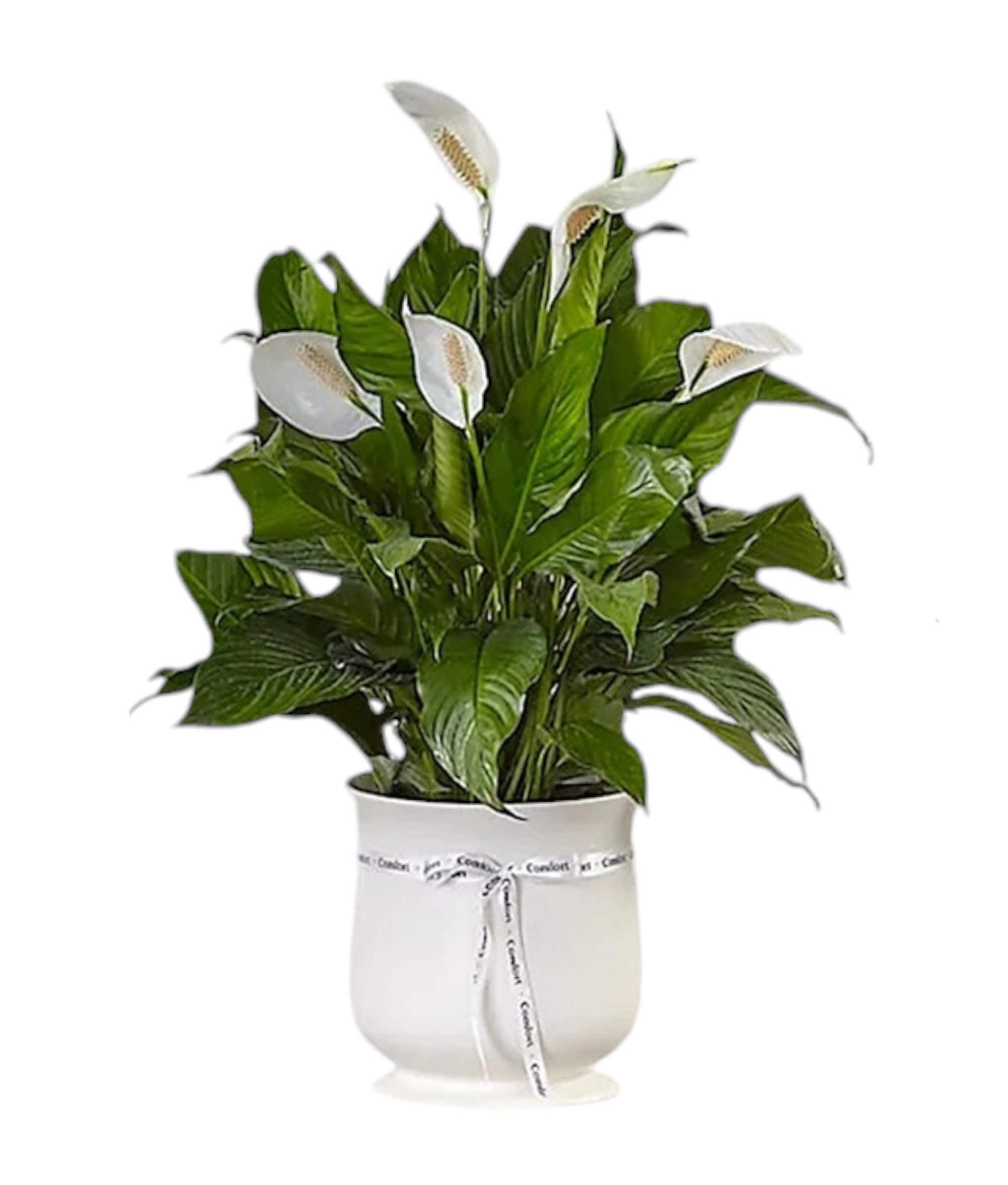White peace lilies in a white pot with a ribbon
