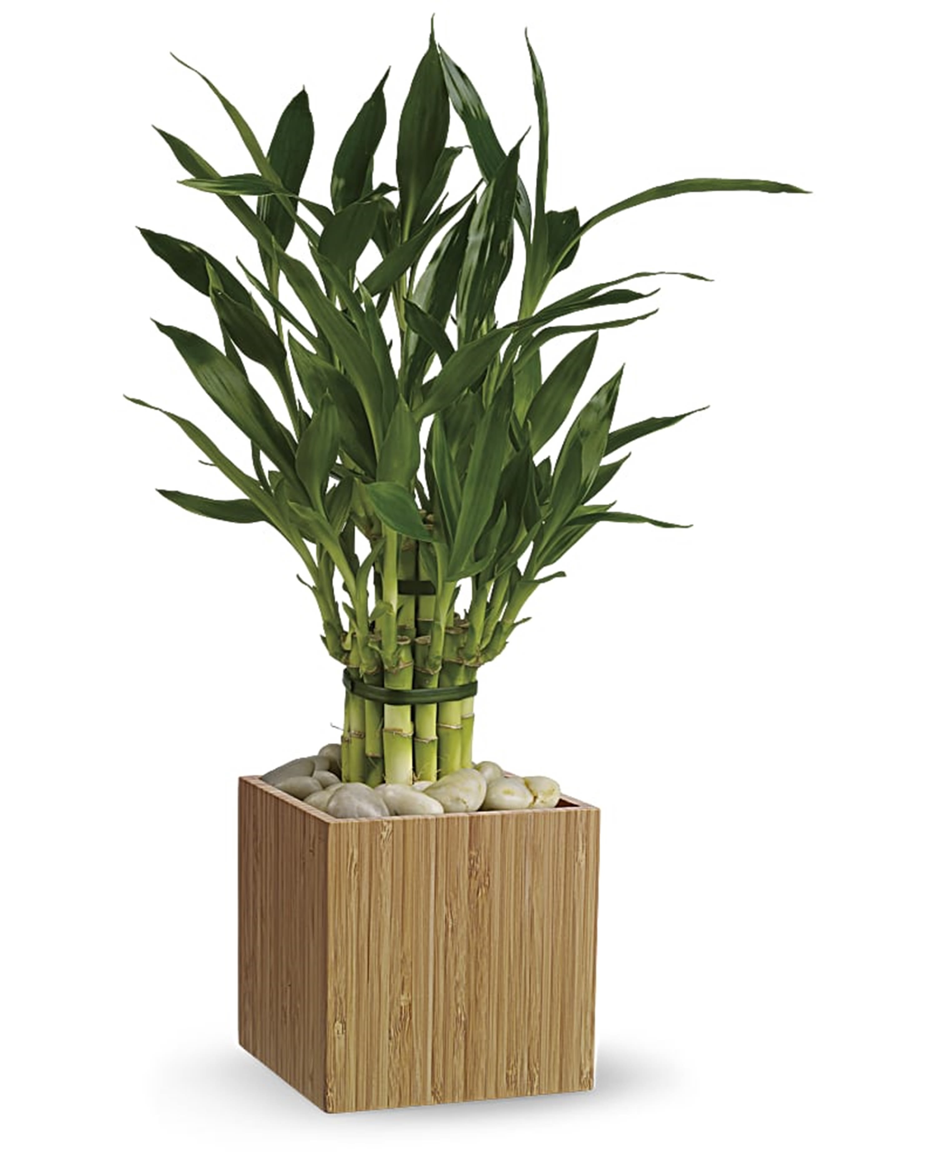 Potted lucky bamboo plant in a square wooden planter with white stones