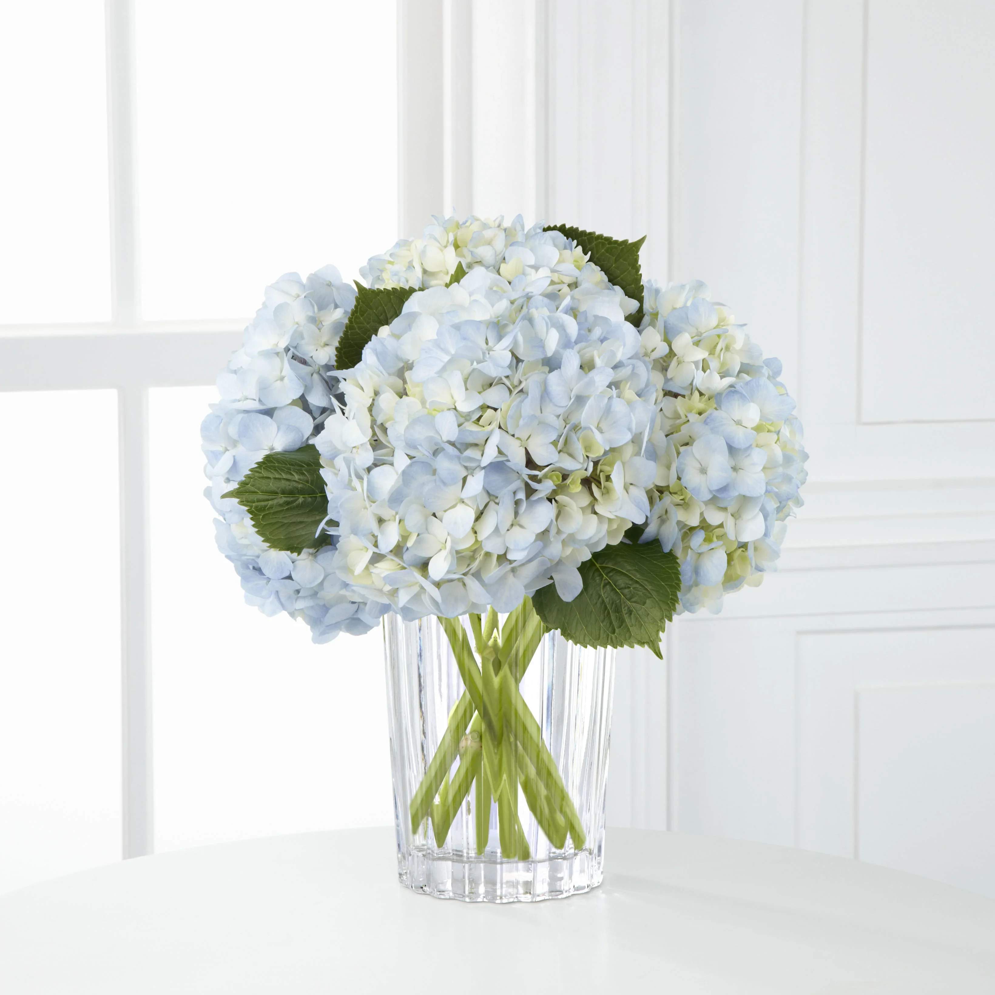 Blue hydrangea bouquet in a clear glass vase